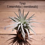 【送料無料】recurvifolia (=meridionalis) 〔エアプランツ〕現品発送T3149