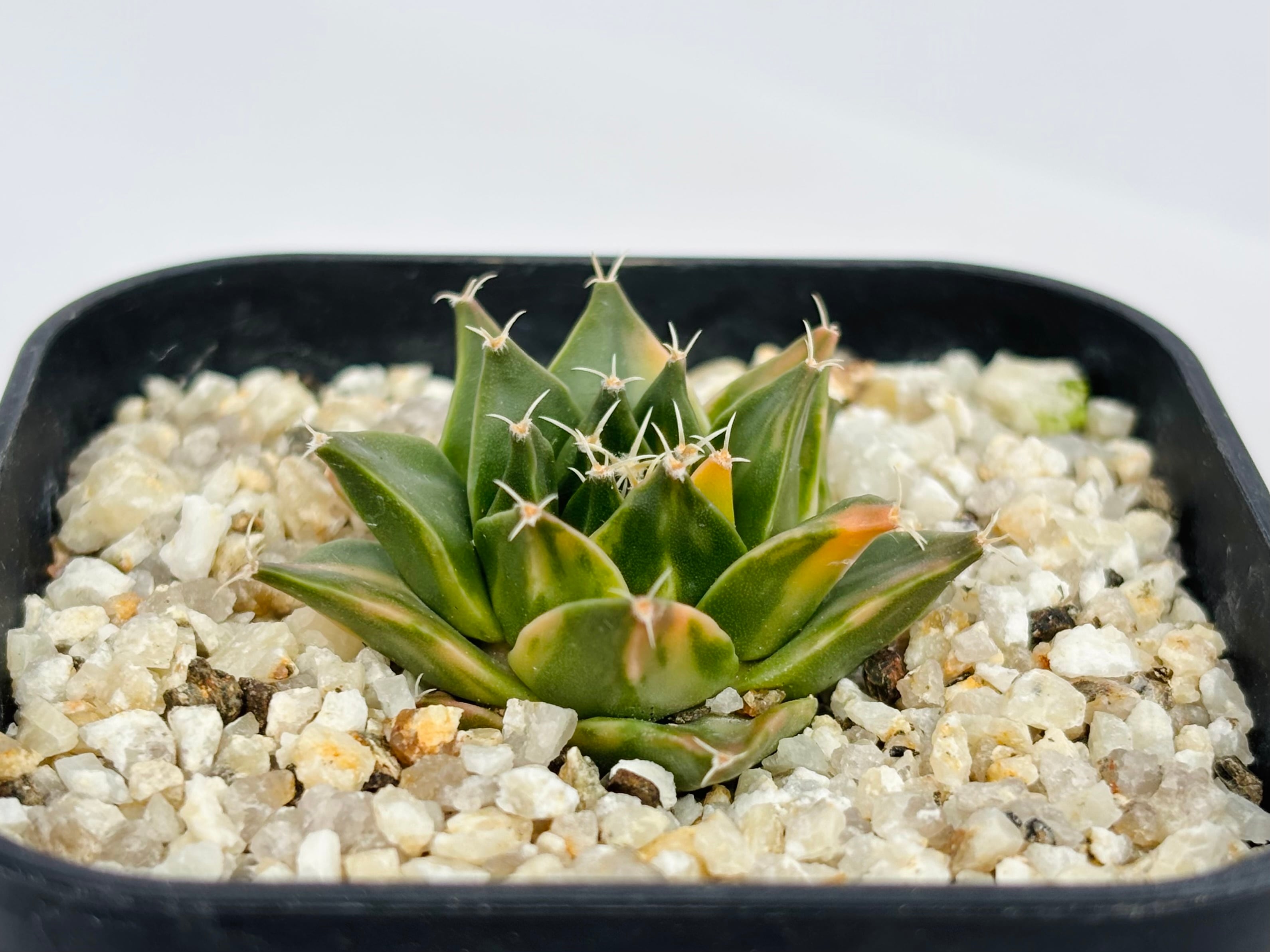 Obregonia denegrii オブレゴニア 帝冠錦 サボテン | plants MARU