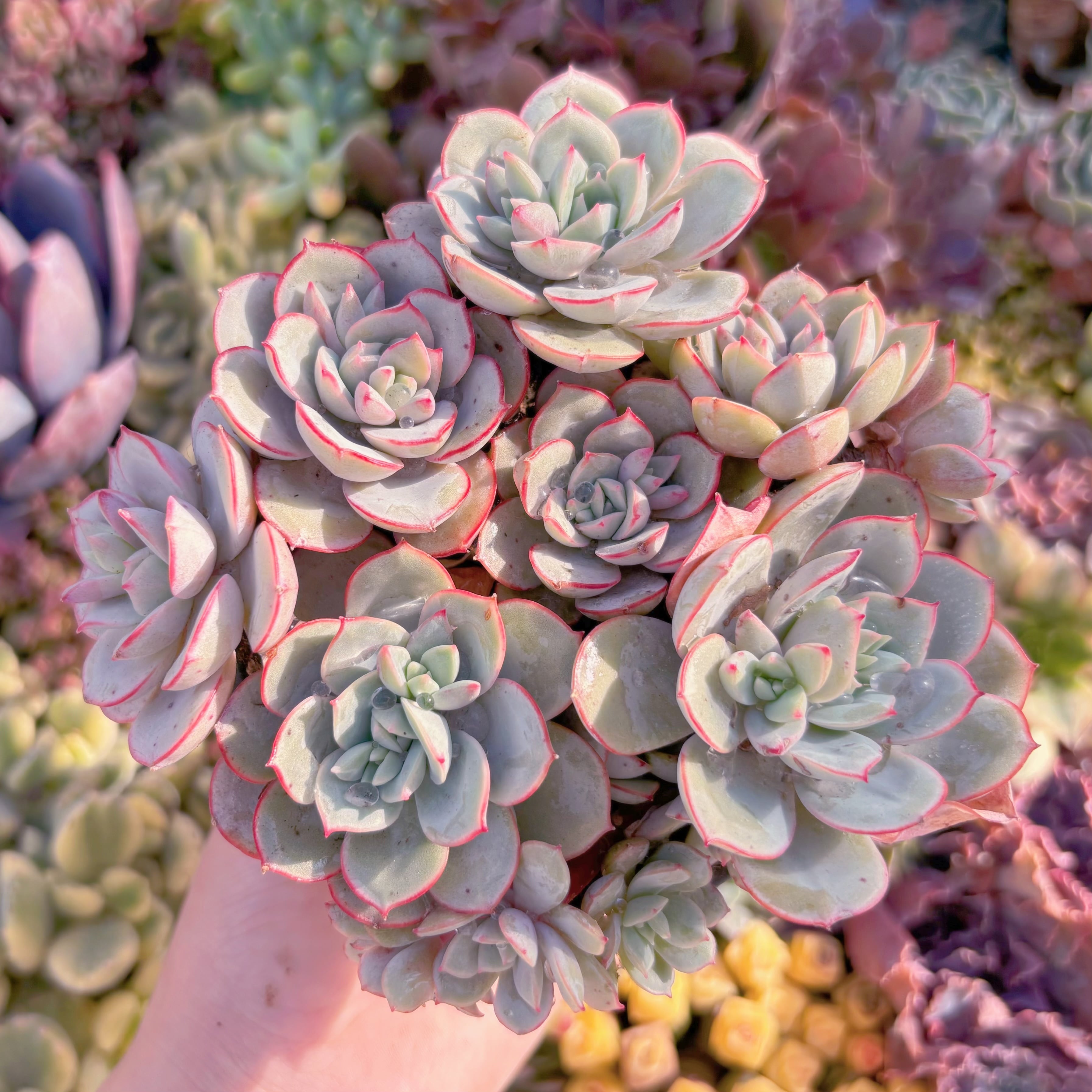 現品　ラウ026#225　新入荷　るる農園