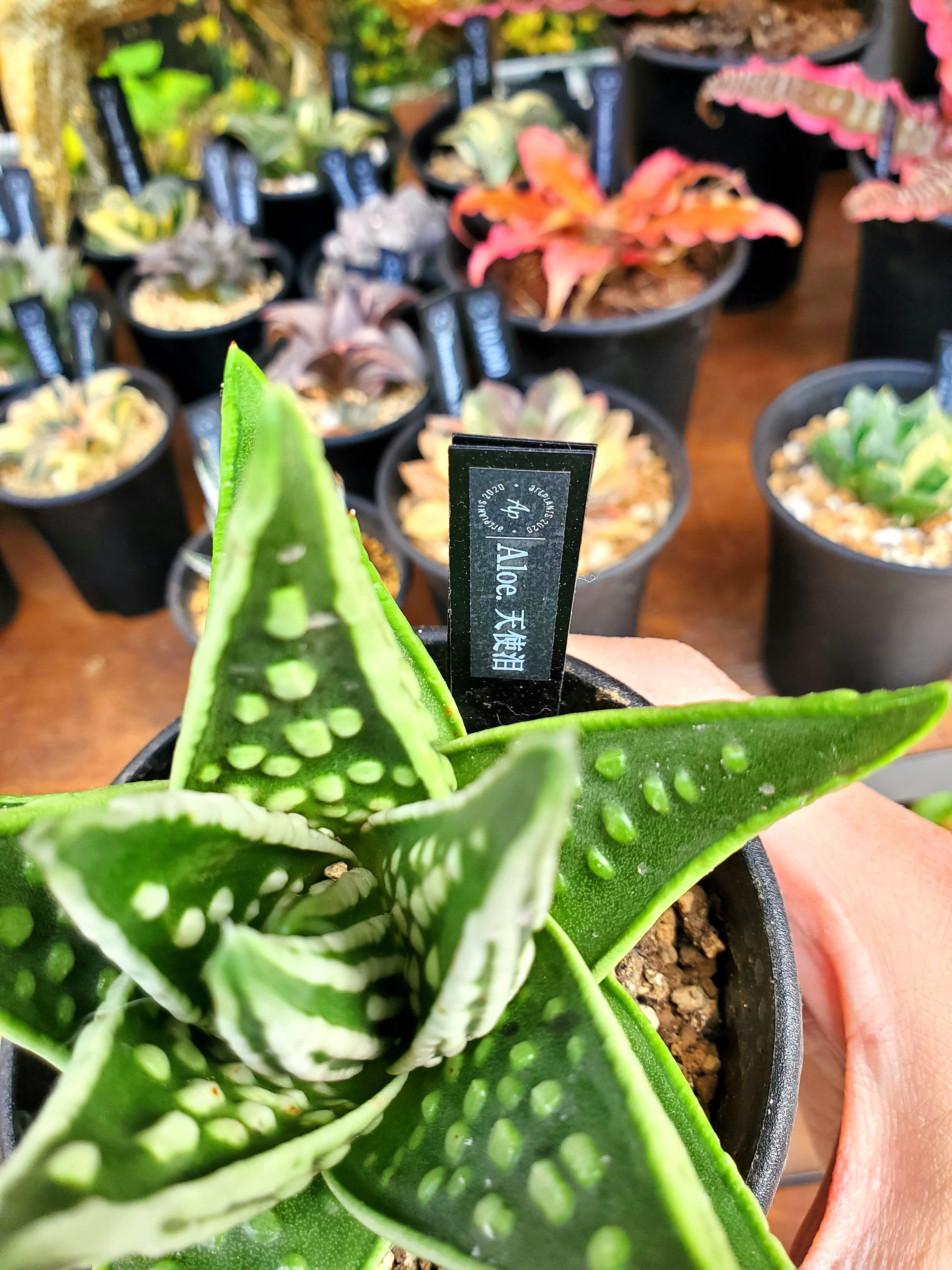 Aloe 天使泪 【artPLANTs】アロエ/多肉植物 | artPLANTs （アート