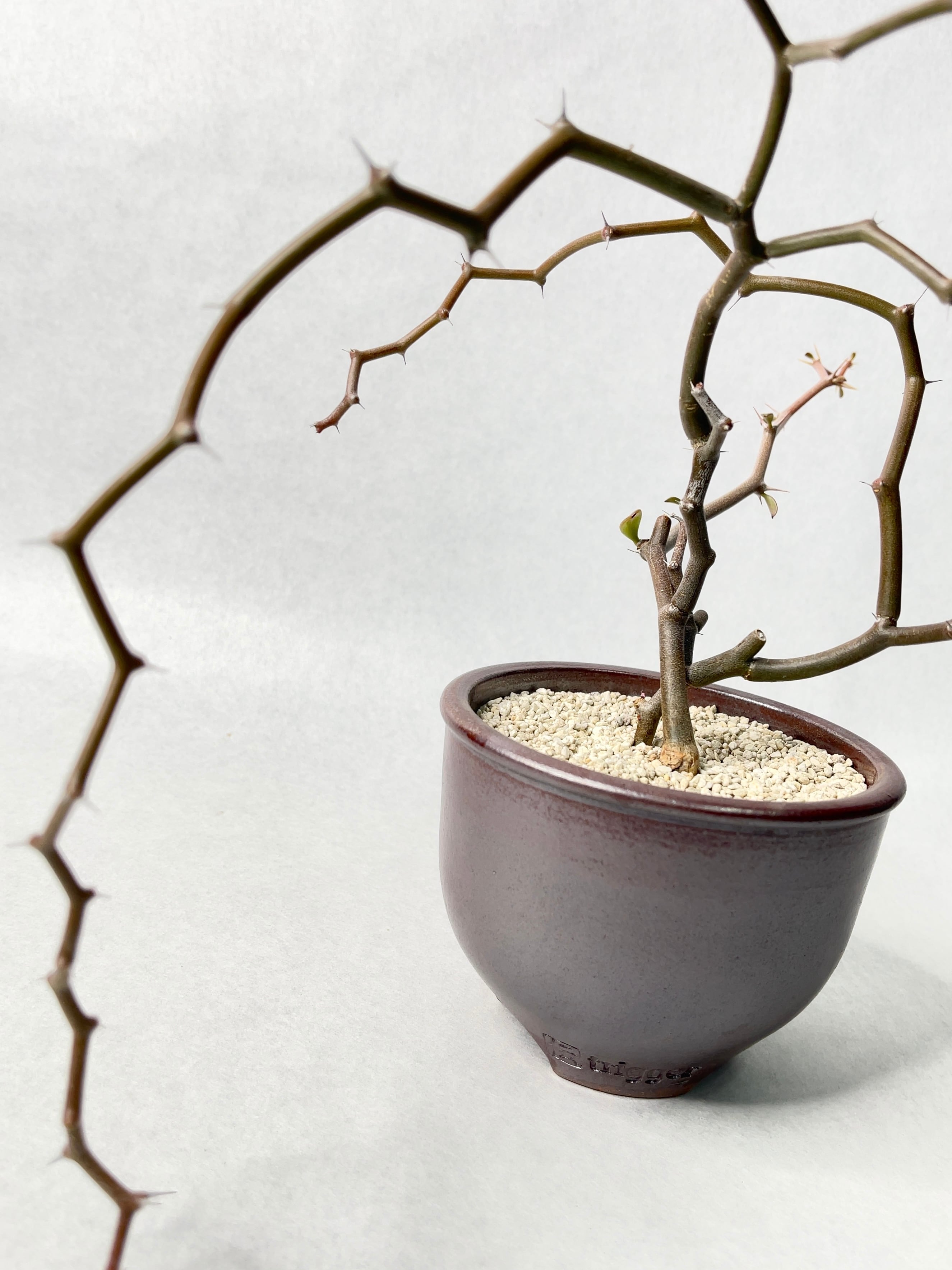 デカリア・マダガスカルカリエンシス | trigger