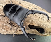 【WD】《パラワンオオヒラタ ガントン産 89mm ペア》