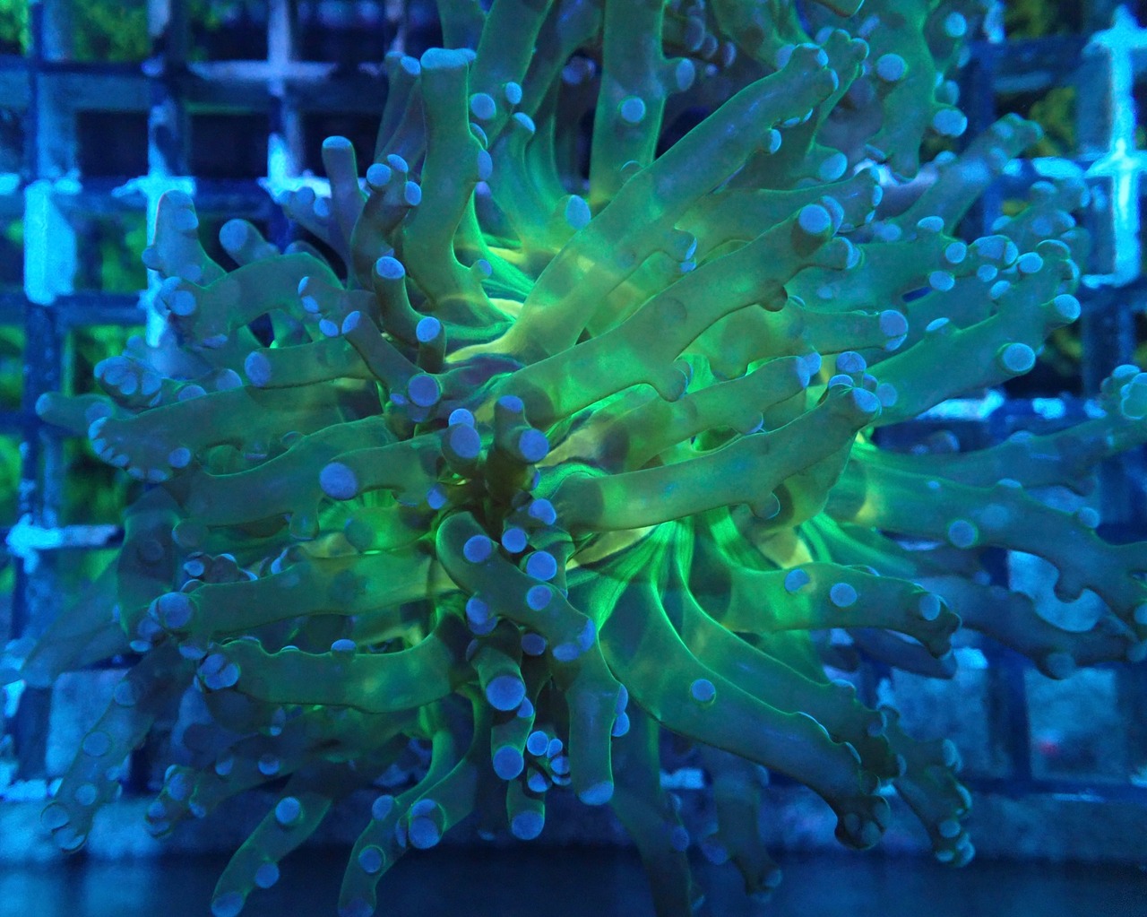 Paradivisa YellowGreenCore 1