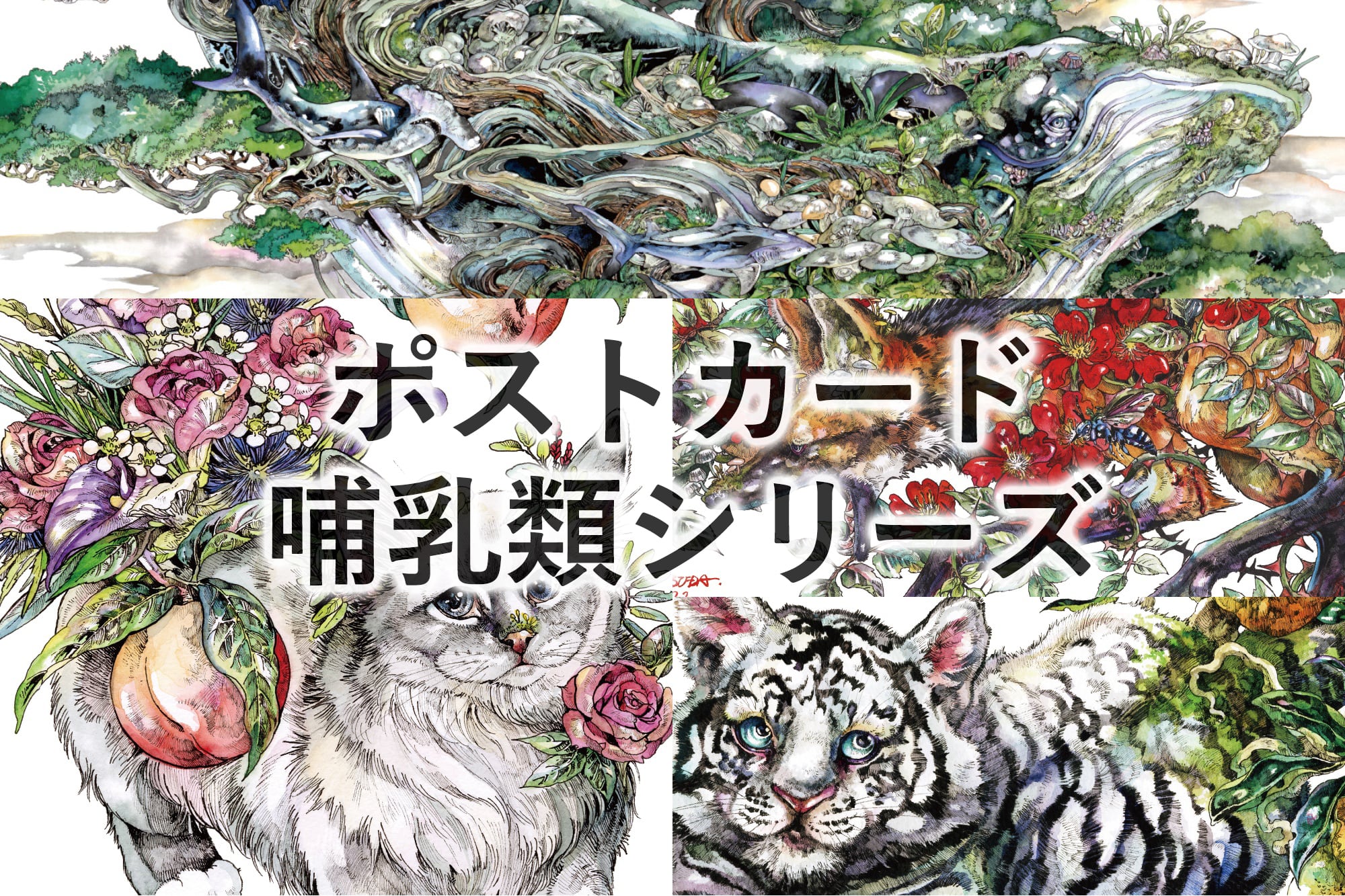 ポストカード | KEN MATSUDA ONLINE STORE