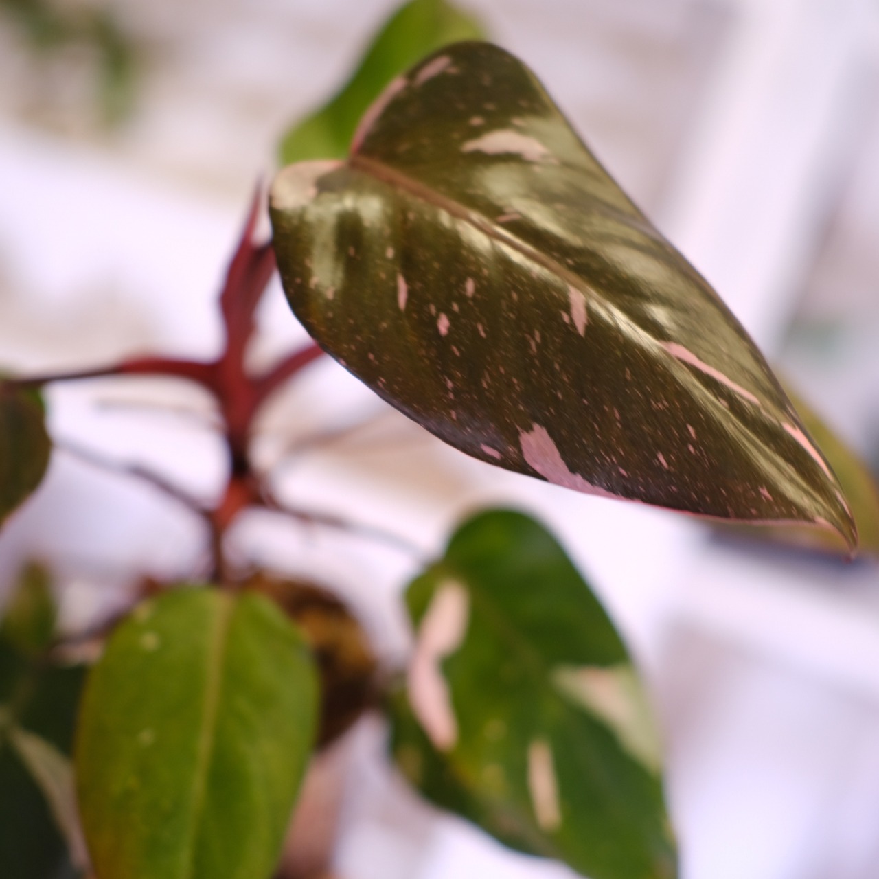 フィロデンドロン・ピンクプリンセス マーブルギャラクシー④│Philodendron Pink Princess Marble Galaxy│観葉植物