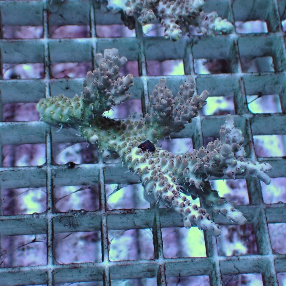 ミドリイシ②(サンゴ)