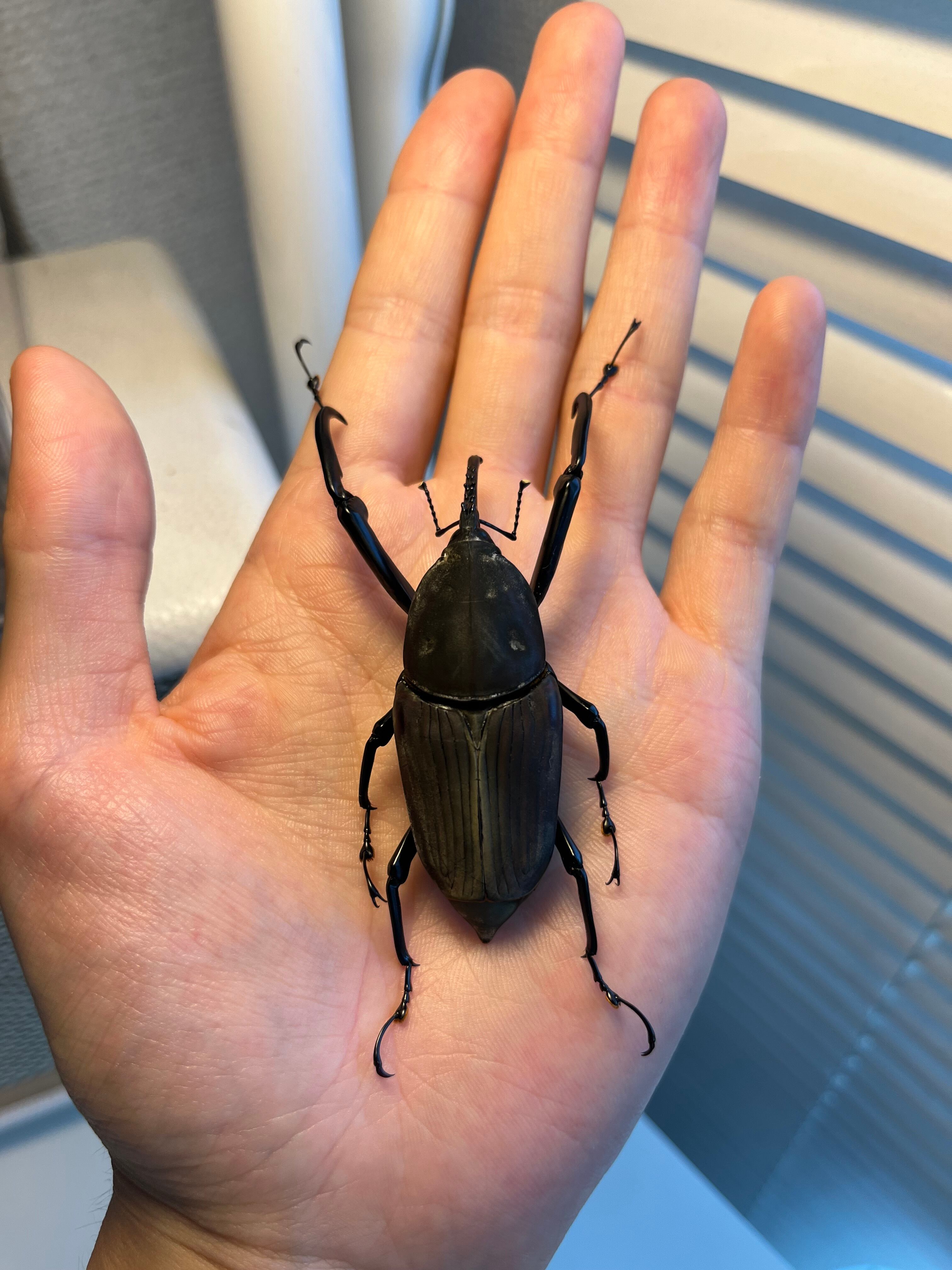 象虫最大種】タイショウオサゾウムシ 67mm カミキリ昆虫ゼリー標本甲虫