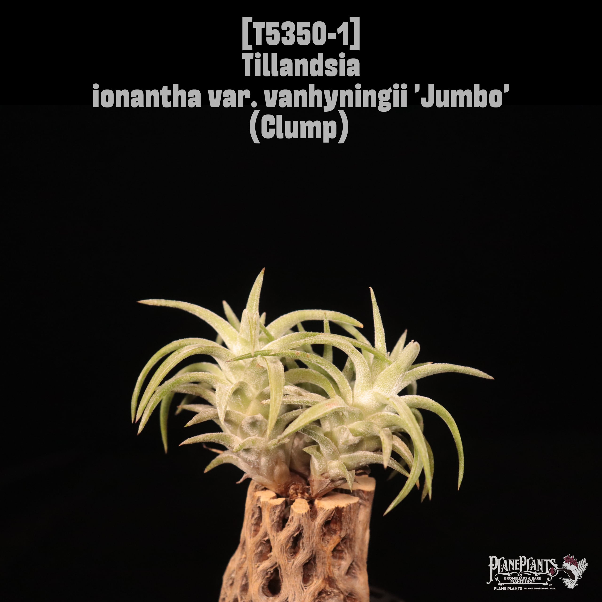 【送料無料】ionantha var. vanhyningii 'Jumbo' Clump〔エアプランツ〕現品発送T5350-1