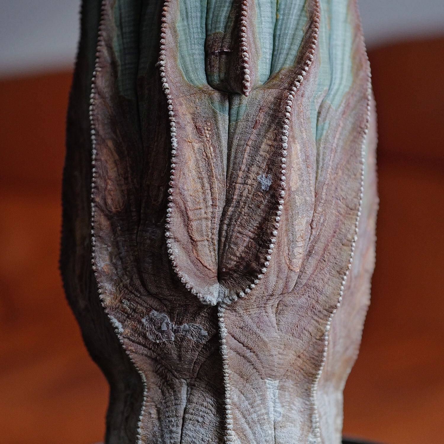 オス株【超厳選株】超大株 直径約9cm マウンテン ヴィンテージ オベサ