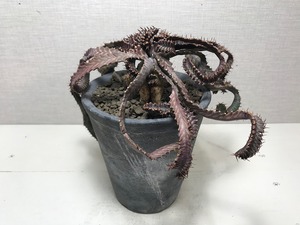 ユーフォルビア ステラータ