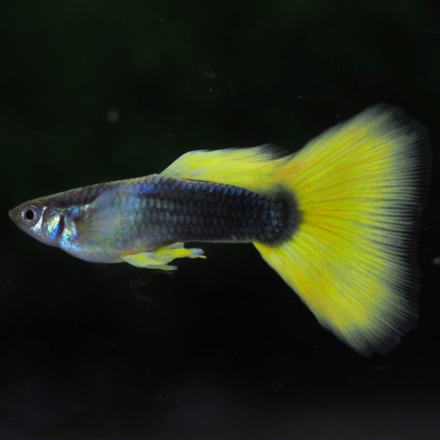 【現物】種親Taxiリボン　1カルテット＋おまけ１ペア