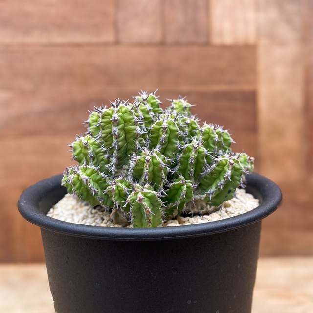 Euphorbia mitriformis【ユーフォルビア・ミトリフォルミス】