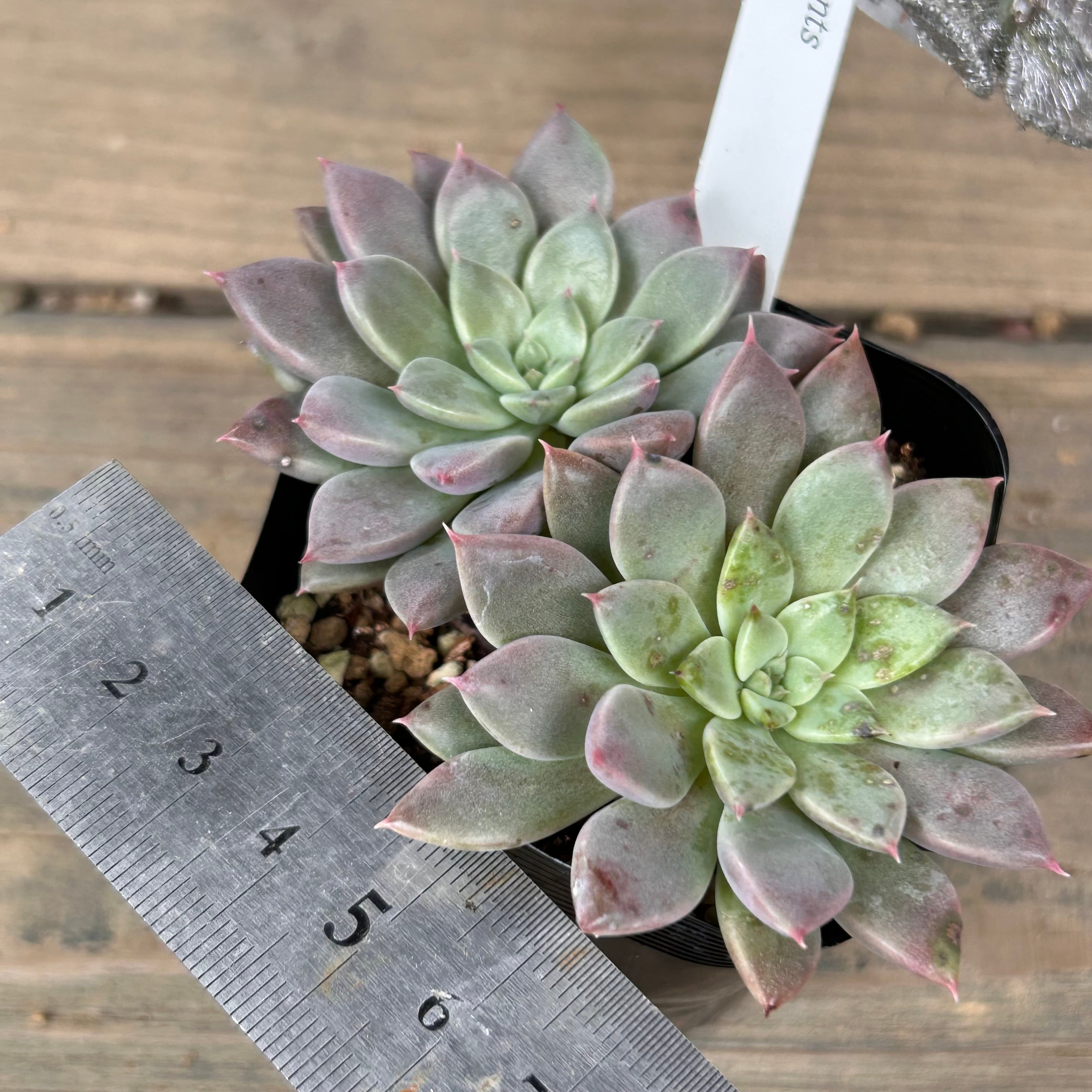 エルメス(匠園芸 | RuPo 多肉植物専門店