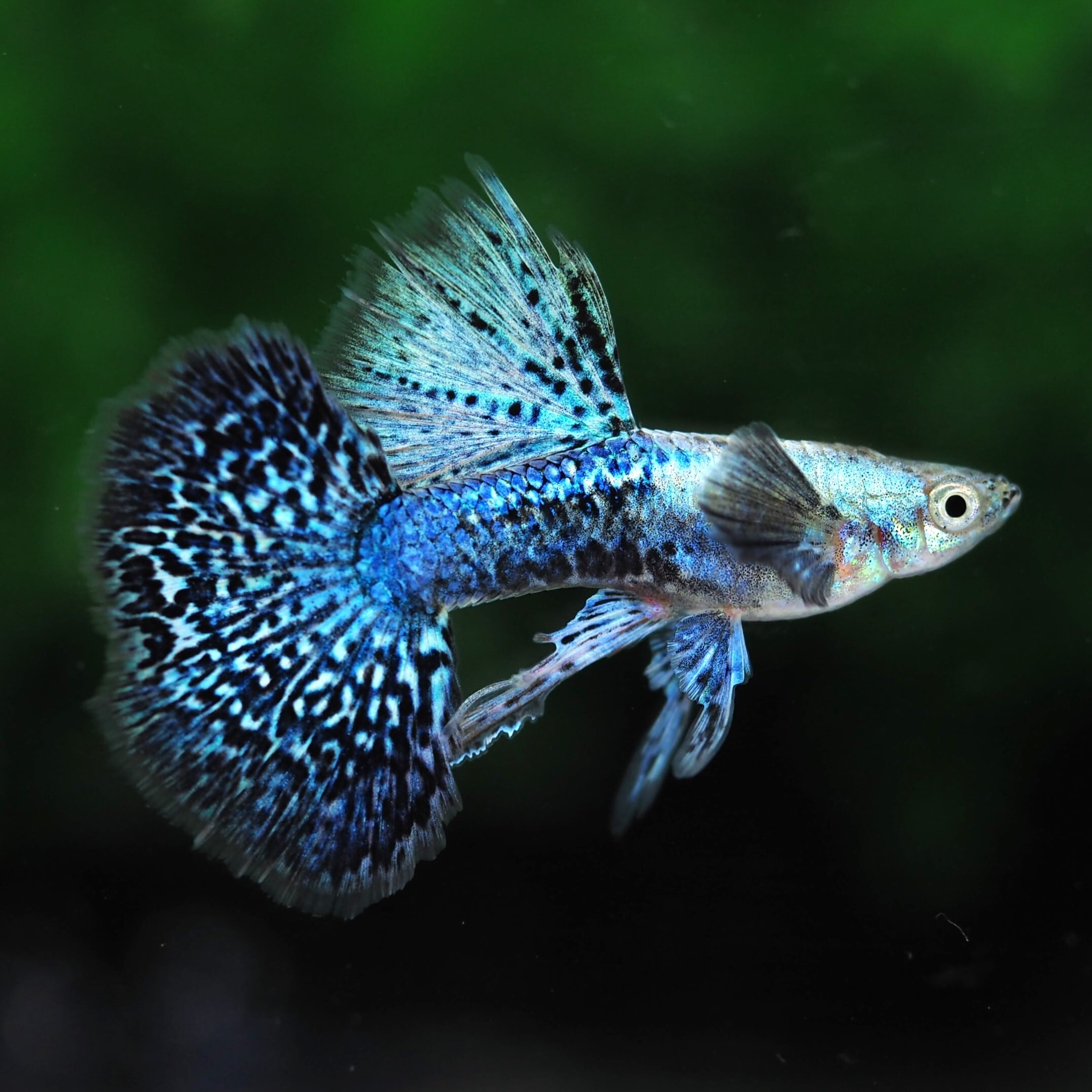 伊豆グッピーファーム