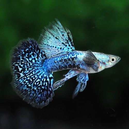 【現物】極上プラチナブルードラゴンビッグドーサルダンボリボン　1カルテット＋おまけ1ペア(No.1)