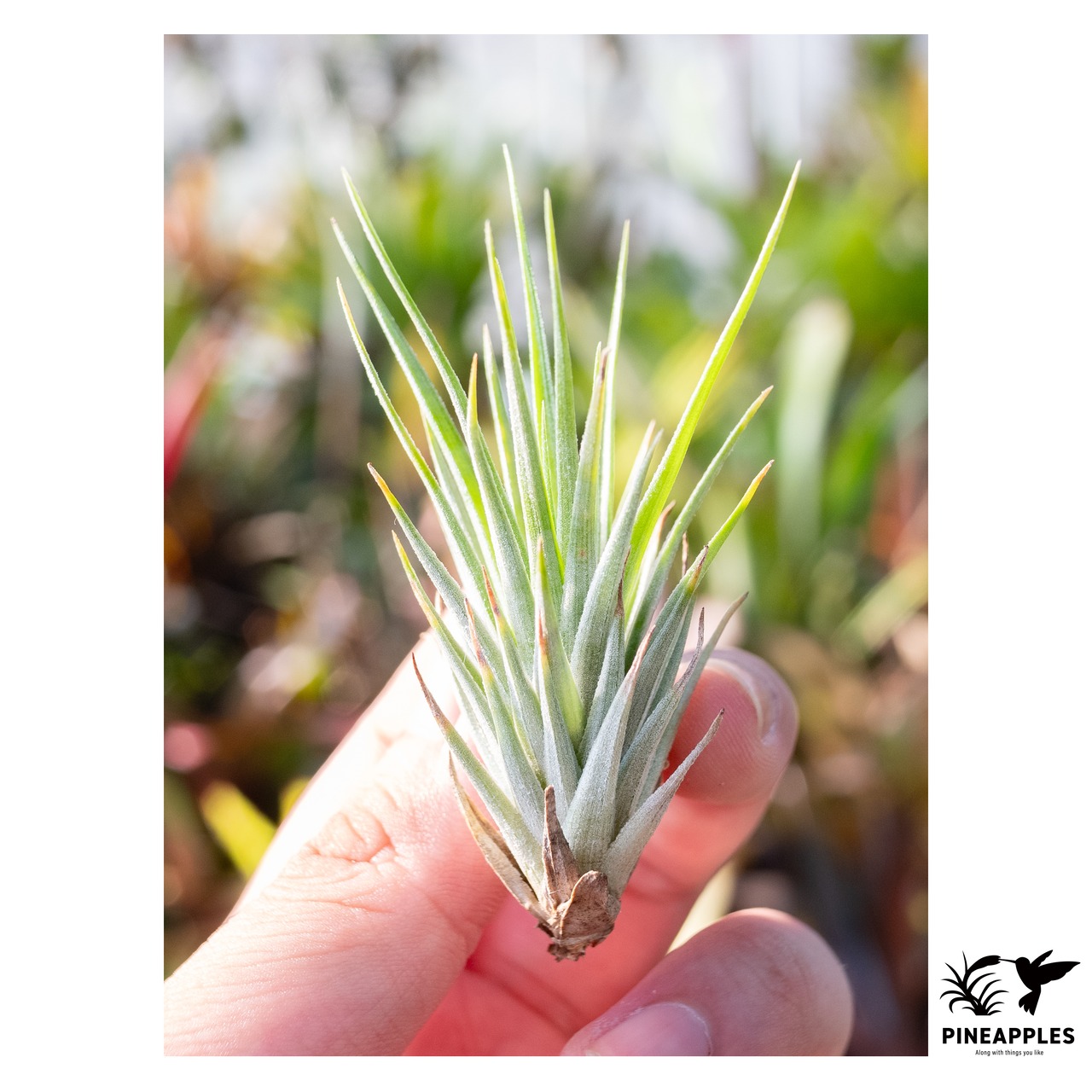 Tillandsia recurvifolia (Dwarf form)【現品】 - 1
