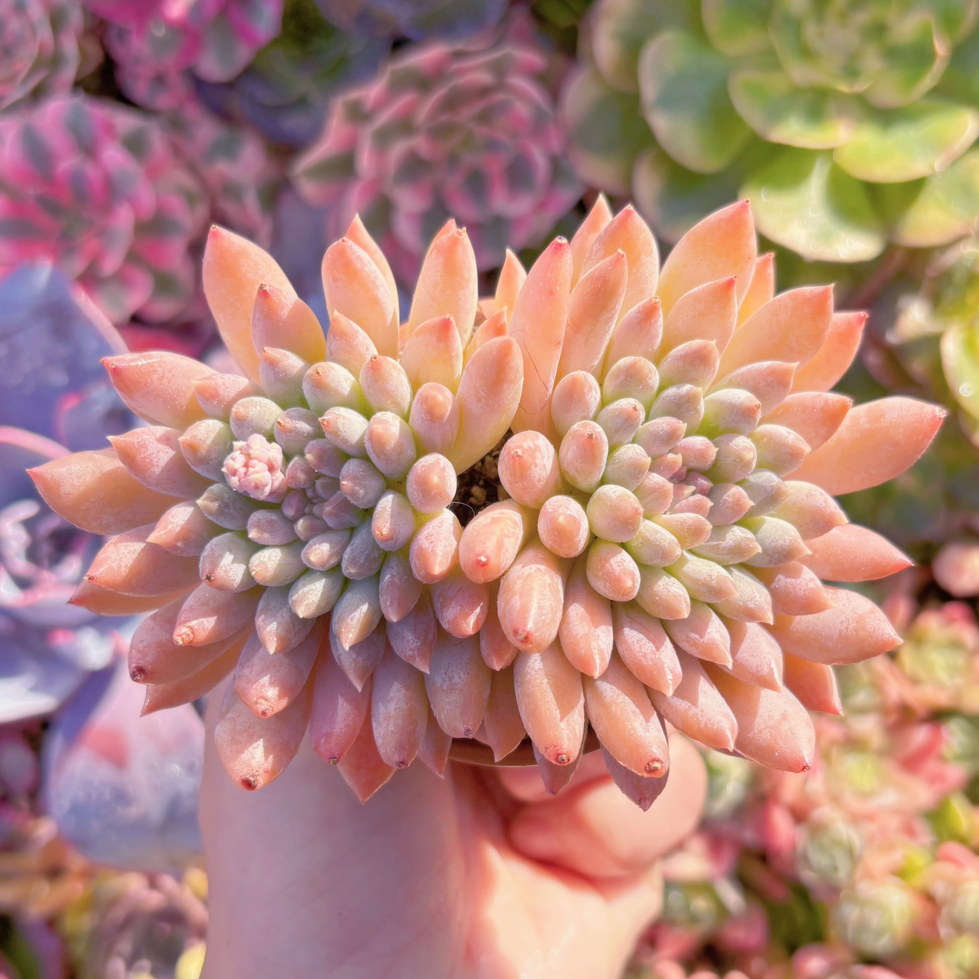 現品　宵桃（よいもも）#798　群生　在庫僅少　るる農園