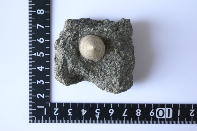 イタリア産巻貝化石 Tectus semilaevigatus