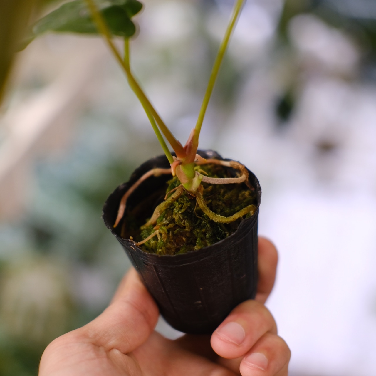 【希少】Anthurium Queen of Heart / アンスリウム クイーン オブ ハート⑮ / 観葉植物<育て方・花言葉>