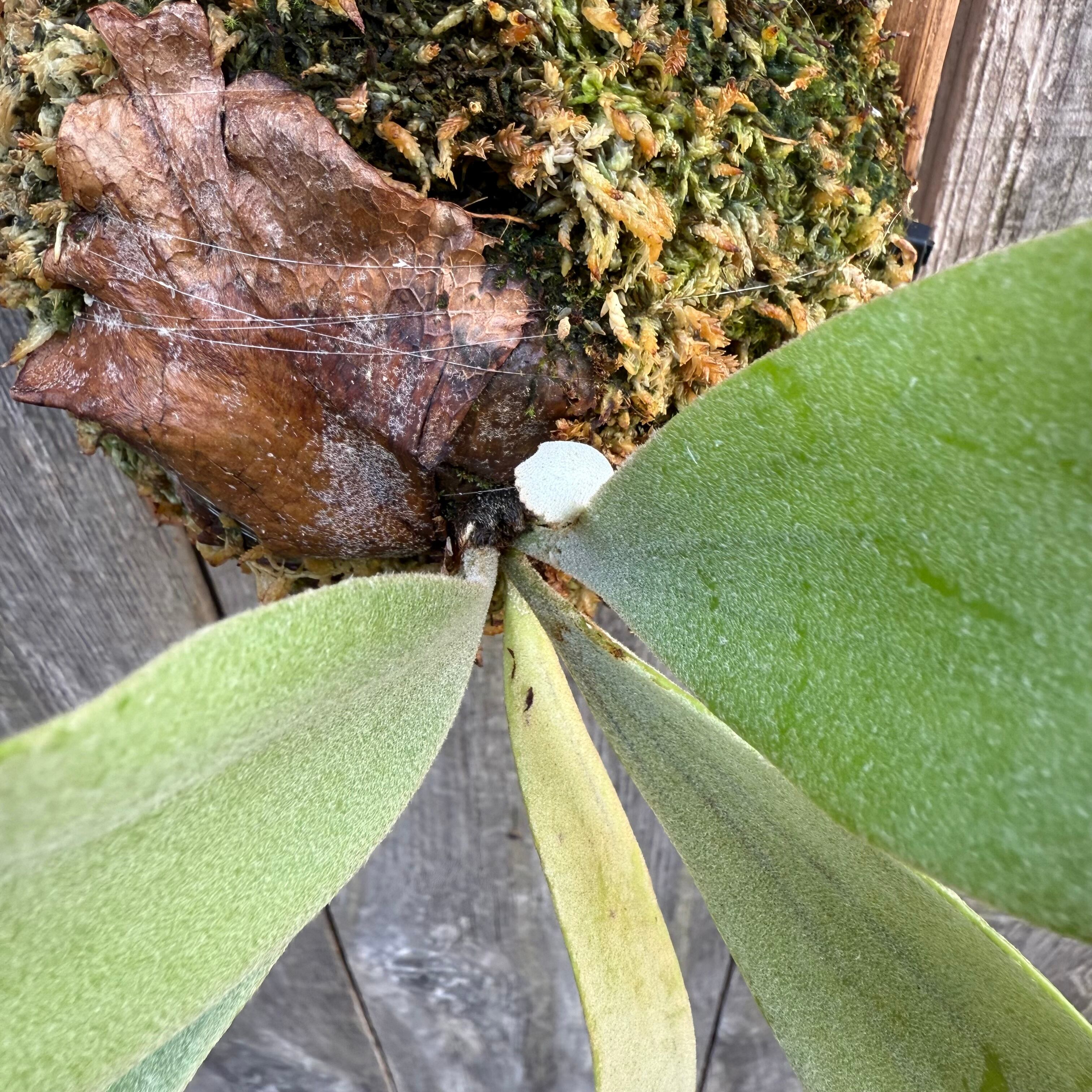 P. willinckii cv. Soho (sporeling) | naturefix
