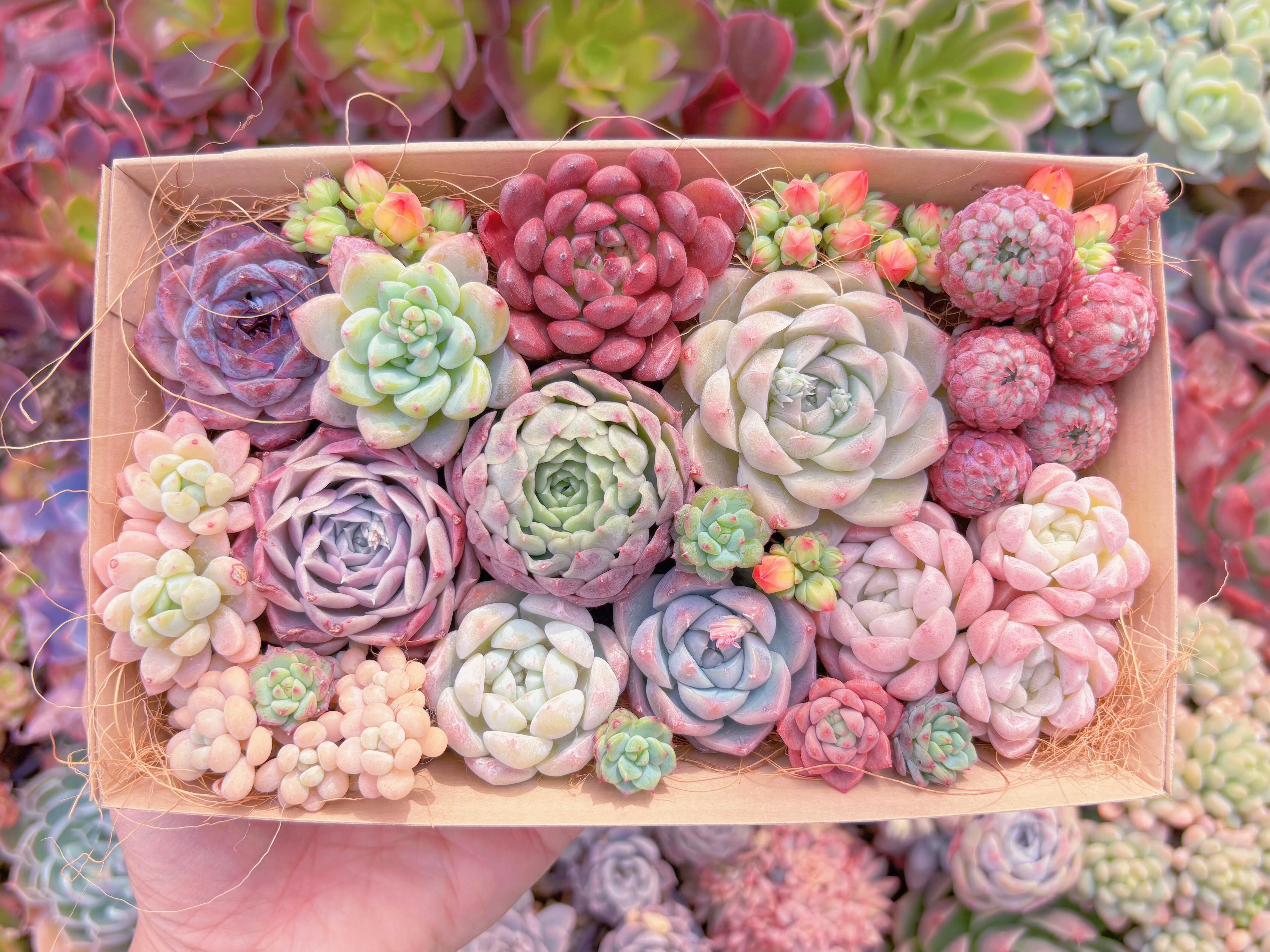 現品　寄せ植えセット#621　12cmx20cm　るる農園