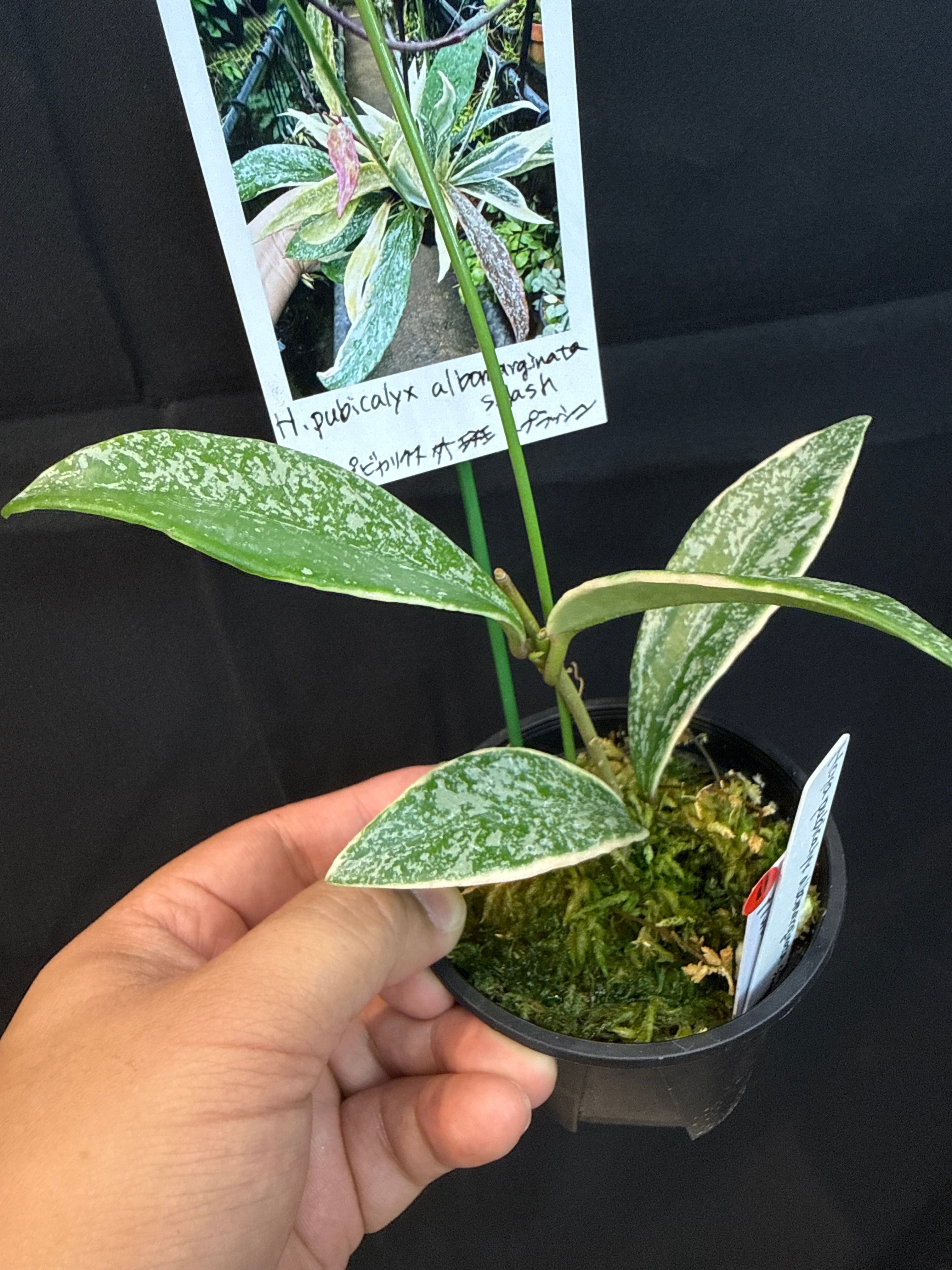 11. ホヤ プビカリクス アルボマルギナータスプラッシュ | Gardenえん