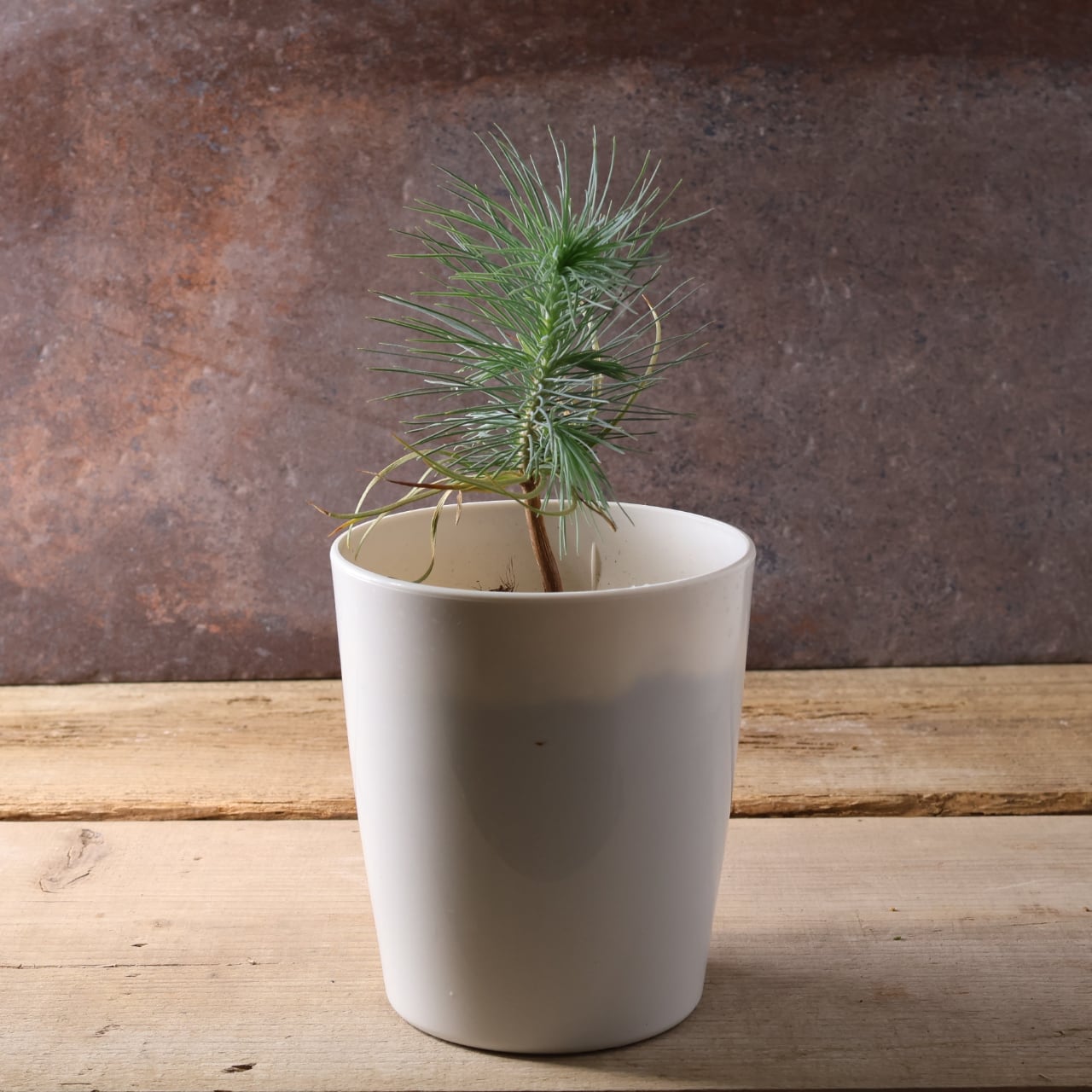 393 力強い樹姿と大粒の実をつける、メキシコ生まれの希少な松