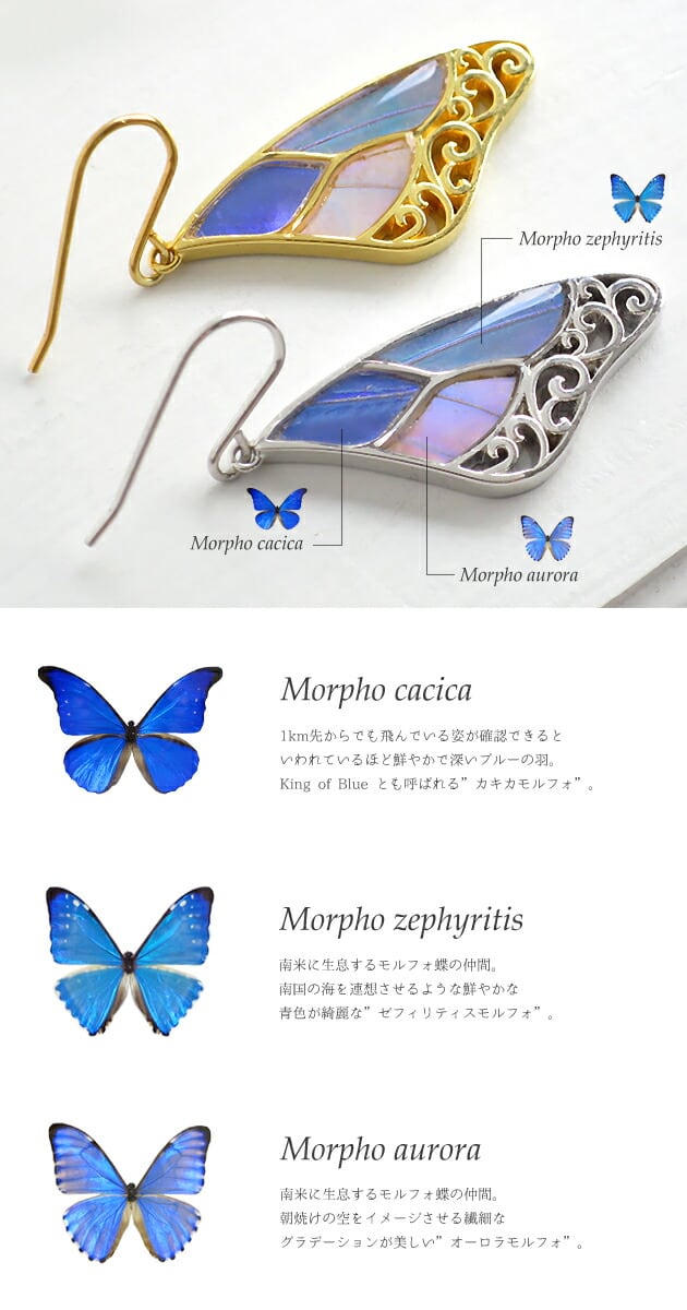 ハ2415 【中古品】裏シミ有り 表縁汚れ有り ブラジルの青いモルフォ蝶