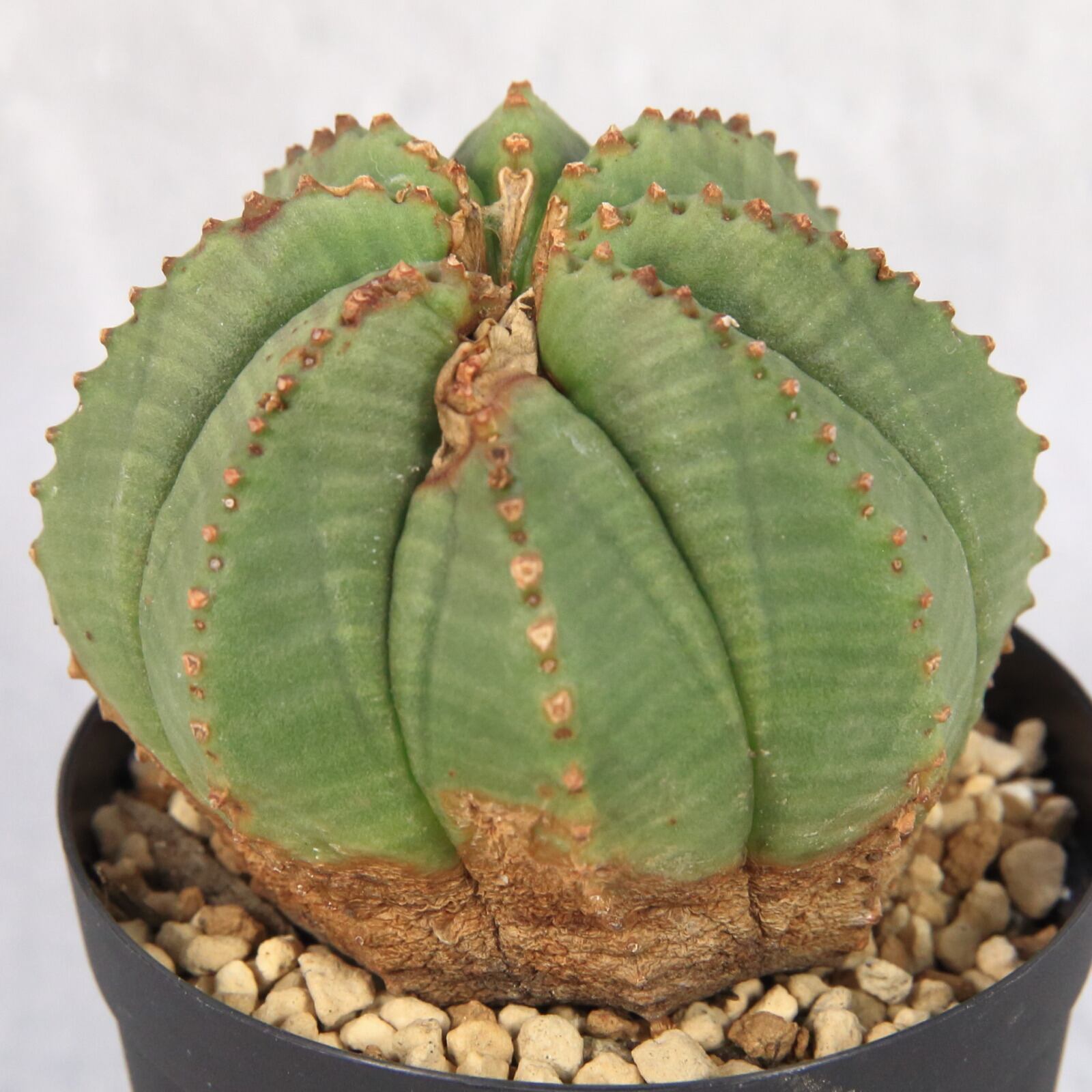 発根済み ユーフォルビア オベサ 成長点潰れ 木質化 中株 Lighthouse Plants 海外実生株のオベサを中心に 輸入植物を扱うプランツ セレクトショップ