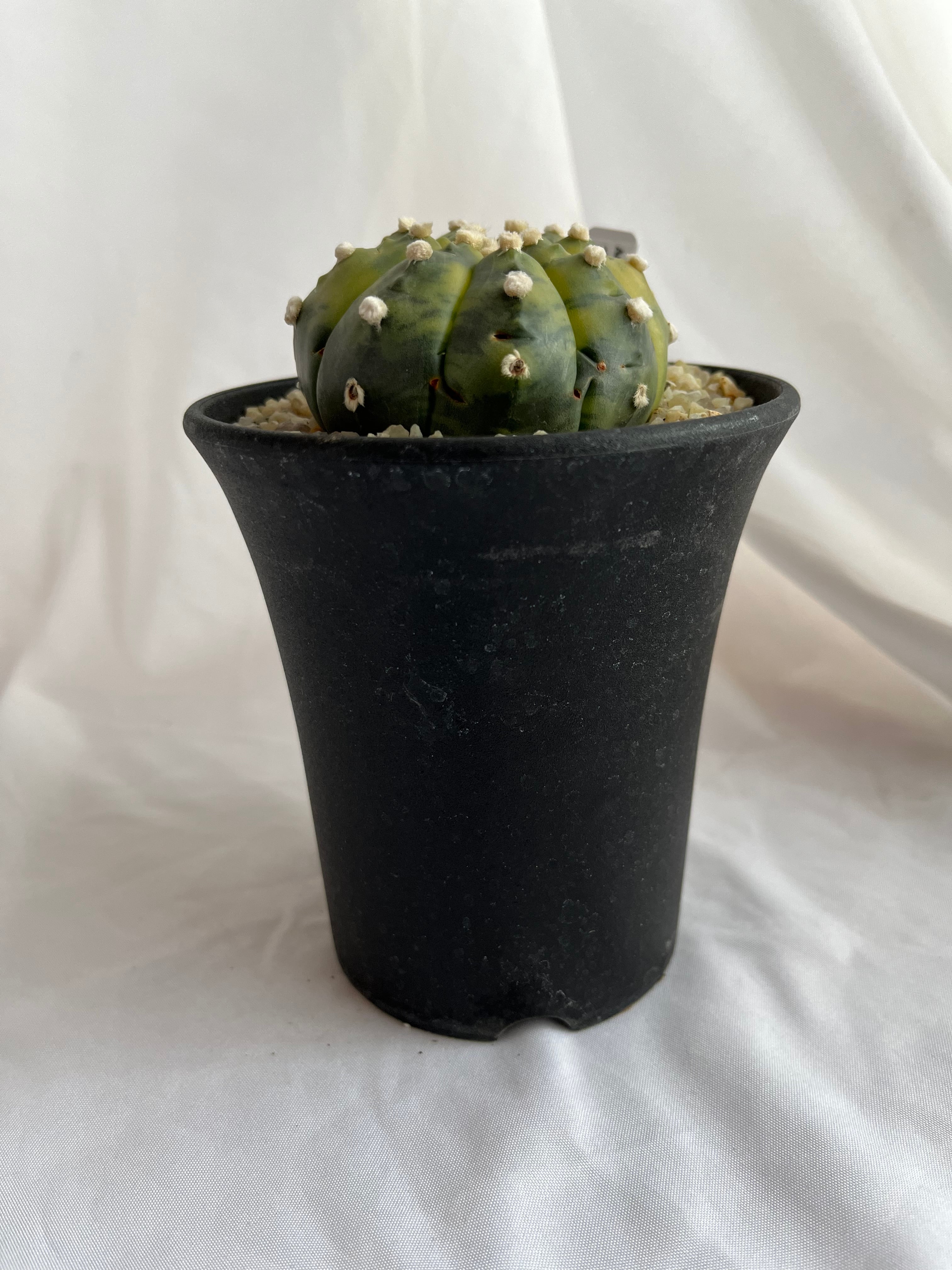 Astrophytum asterias アストロフィツム 兜丸錦 サボテン | plants