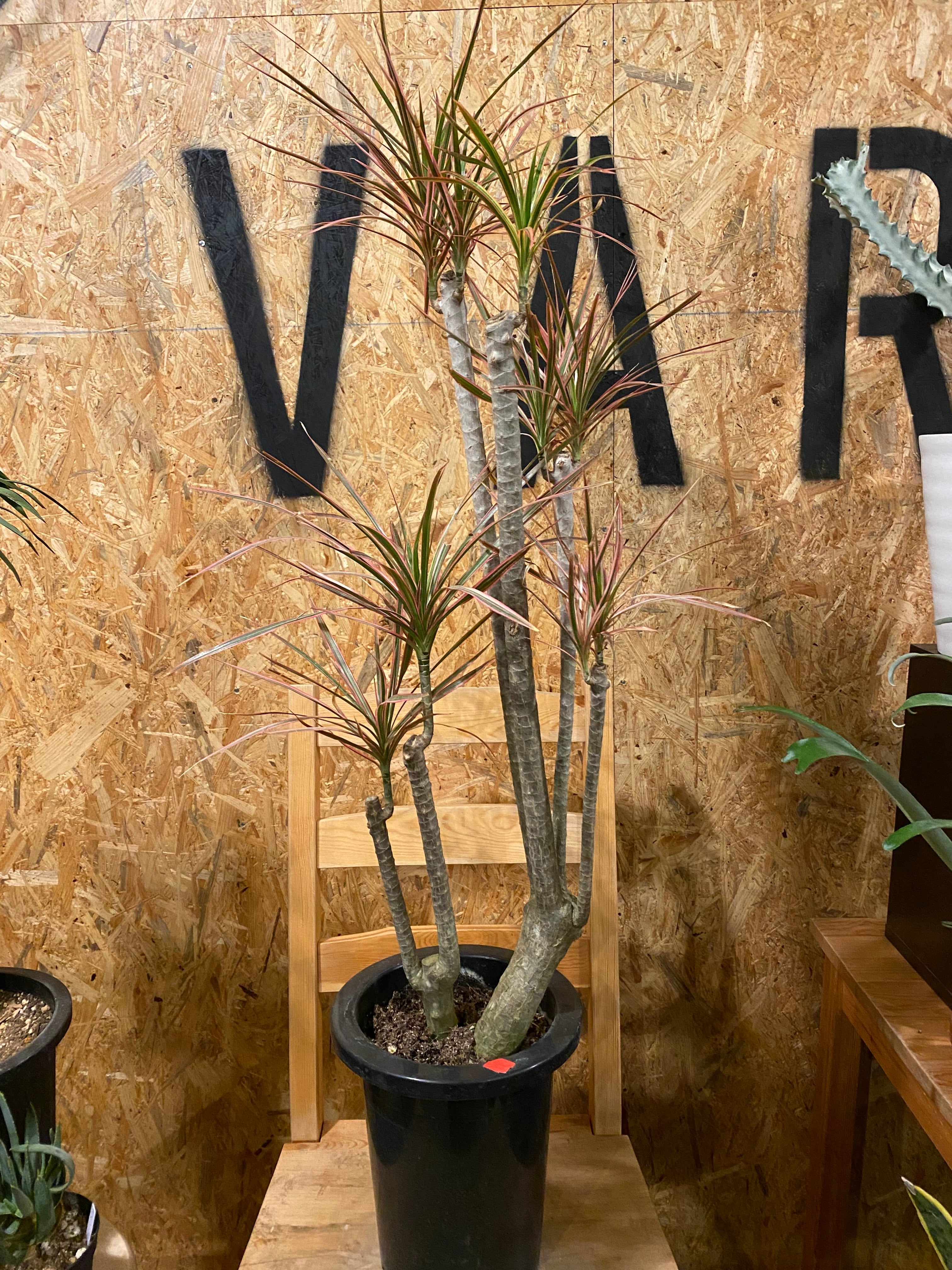 ドラセナ コンシンネ レインボー H95cm W40cm 口径17cm | Garden Varejo