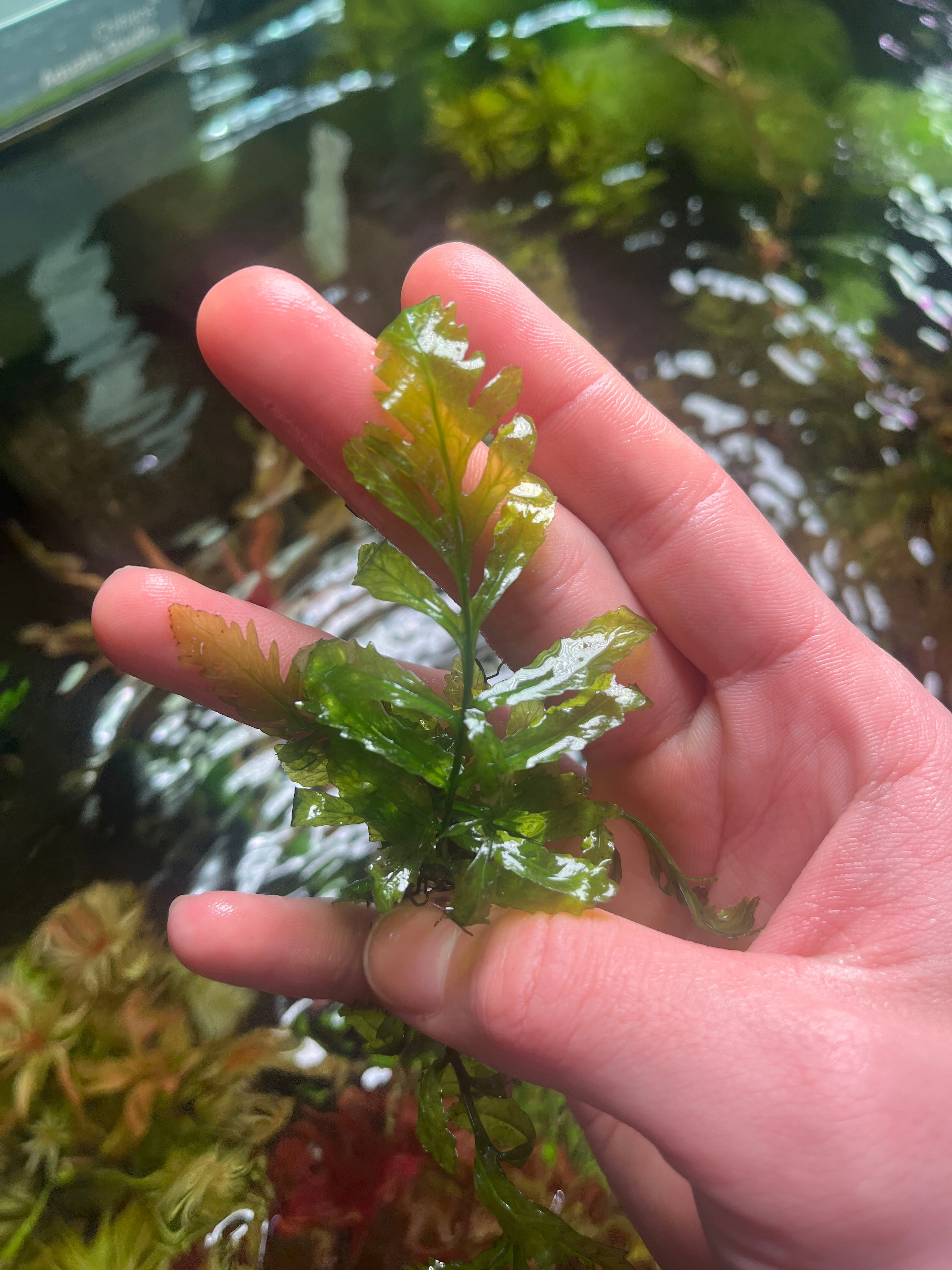 水草】ボルビティス・ヒュデロッティ 1株 | aquarium shop earth