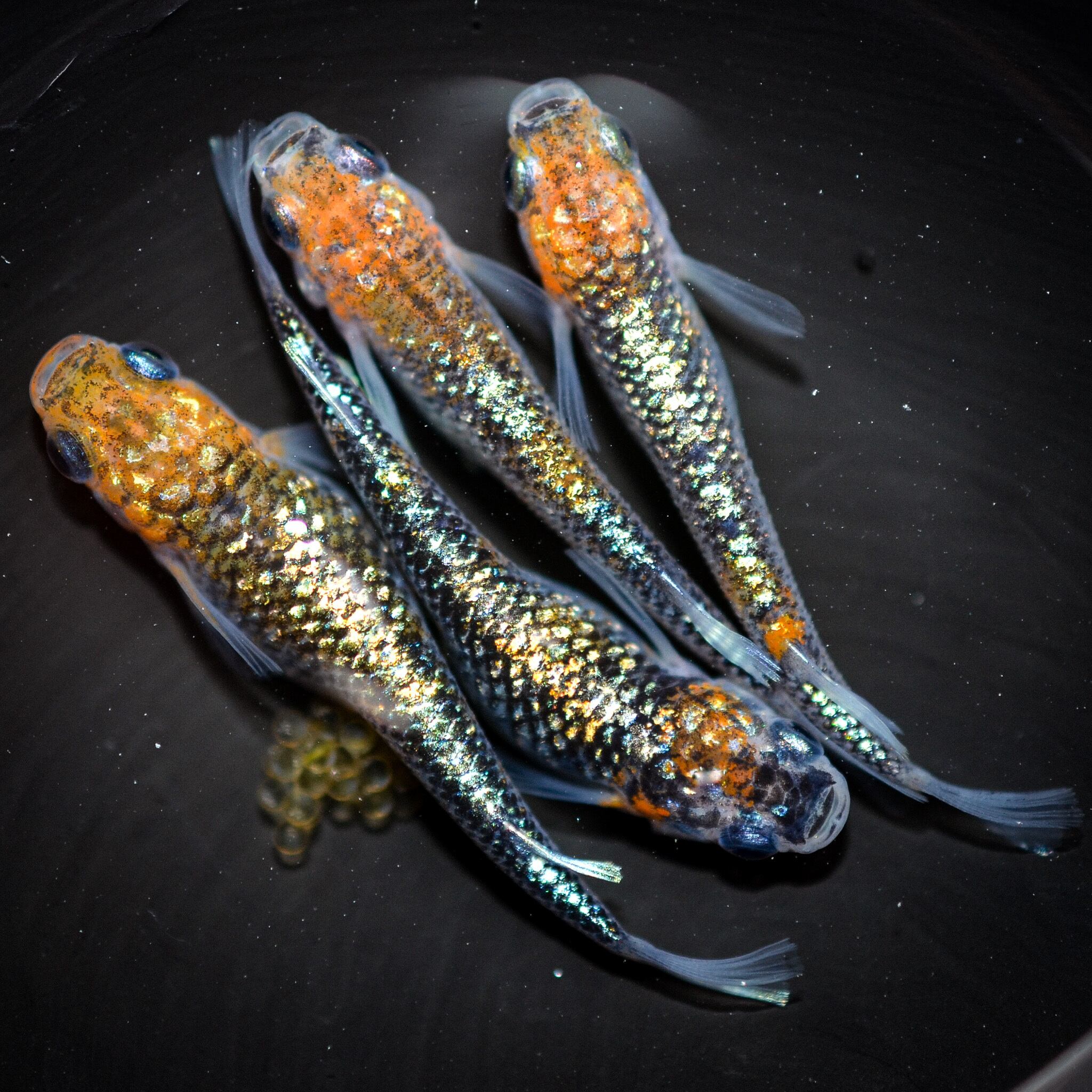 【ラメＭＩＸメダカ　画像の個体すべて】　※発送日限定・説明欄を必ずご覧ください。