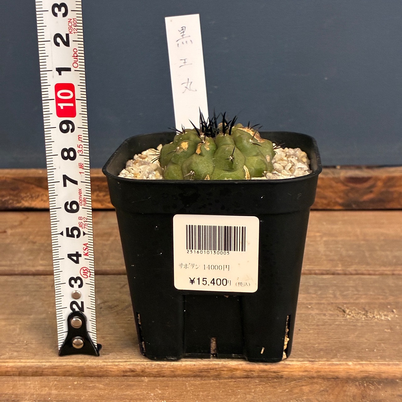 【Copiapoa】サボテン　コピアポア　黒王丸実生【840】【再撮影】