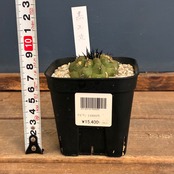 【Copiapoa】サボテン　コピアポア　黒王丸実生【840】【再撮影】