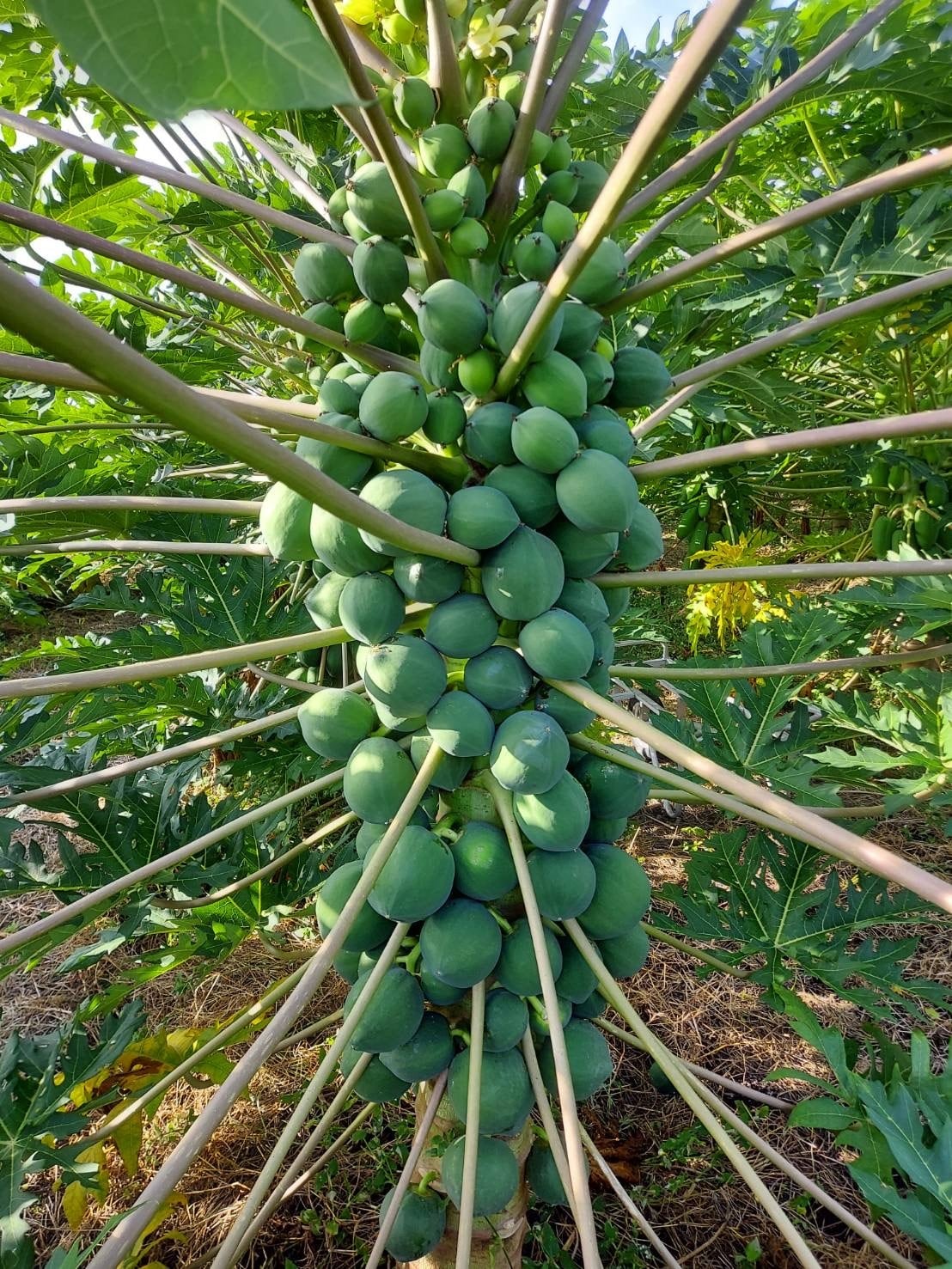 マンゴーパパイヤ2本セット」青パパイヤ苗 | wakabaseed