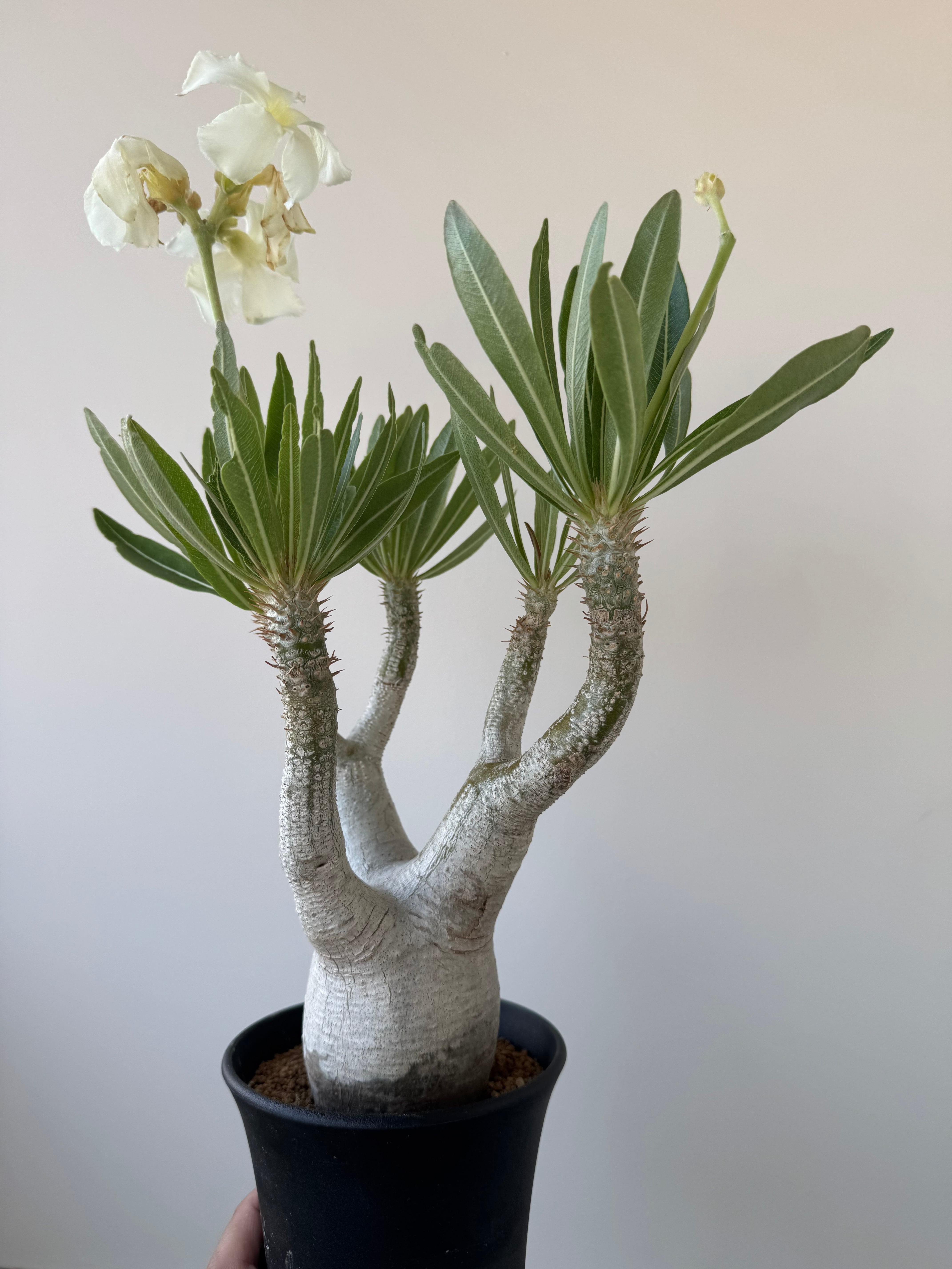 極上品】Pachypodium rosulatum var. inopinatum【白花咲かせる美しい