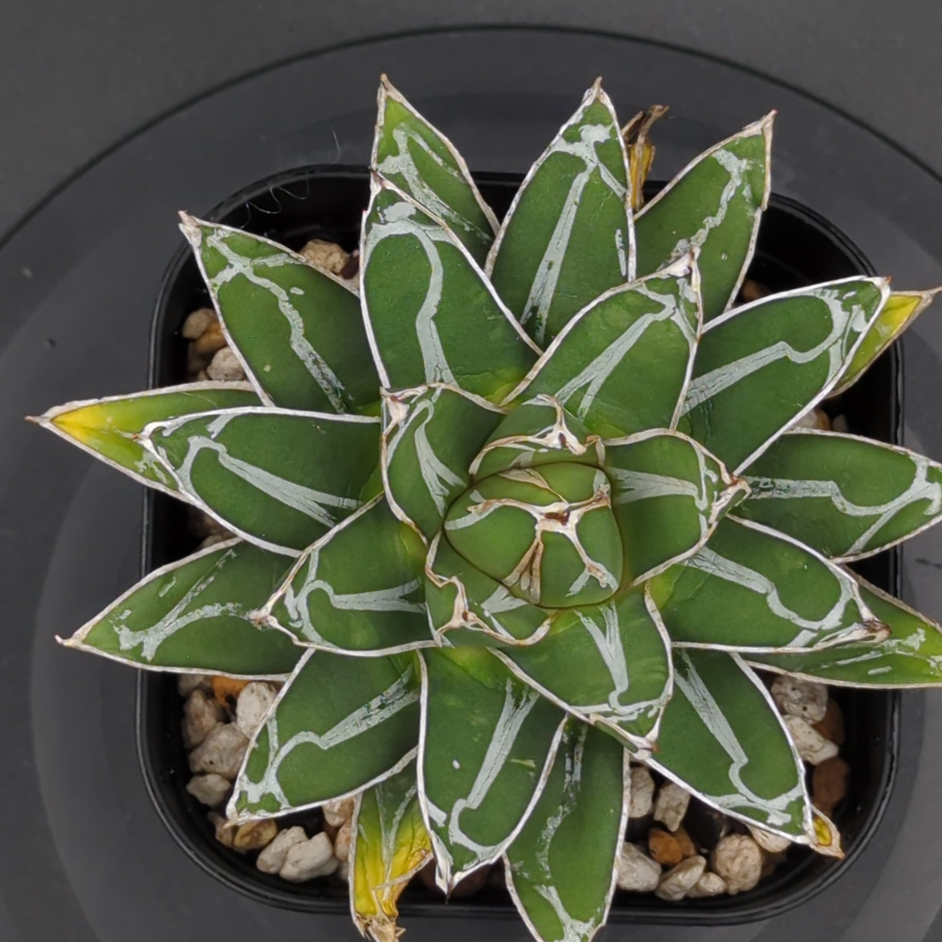 アガベ ダルマ笹の雪 | BRIDGE GARDEN