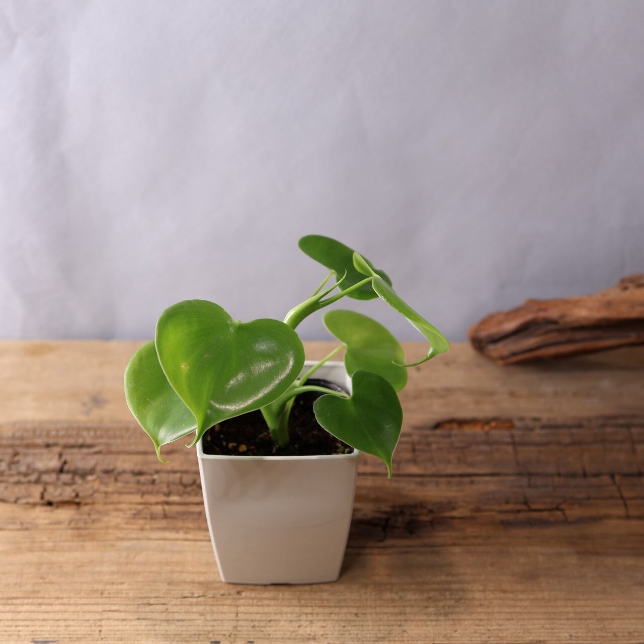 346 連なるハートリーフ『ハートフィロデンドロン Philodendron