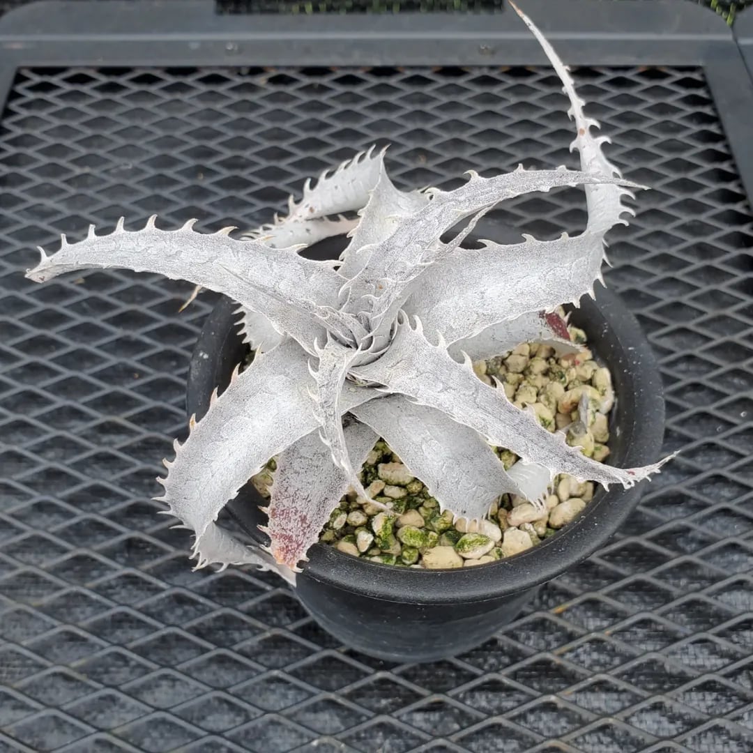 名前（園芸品種名）付き | レアプランツ通販サイトPlants Maniax