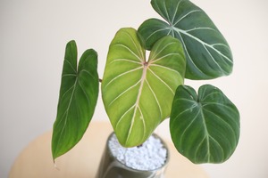 【M】フィロデンドロン グロリオーサム/Philodendron