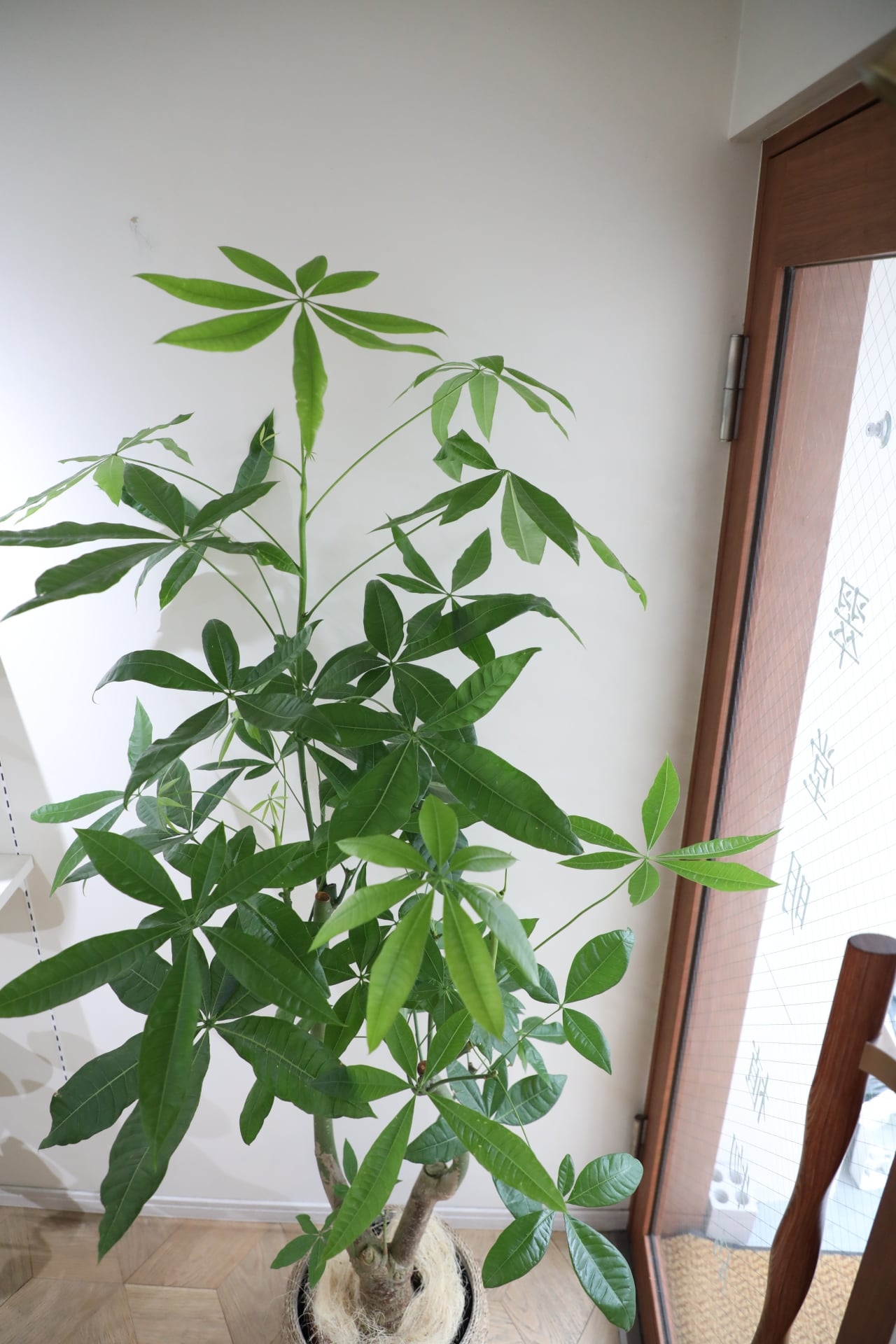 L/170cm】パキラ/Pachira glabra | 【厳選植物・器】MIDORI DOUMEI 翠