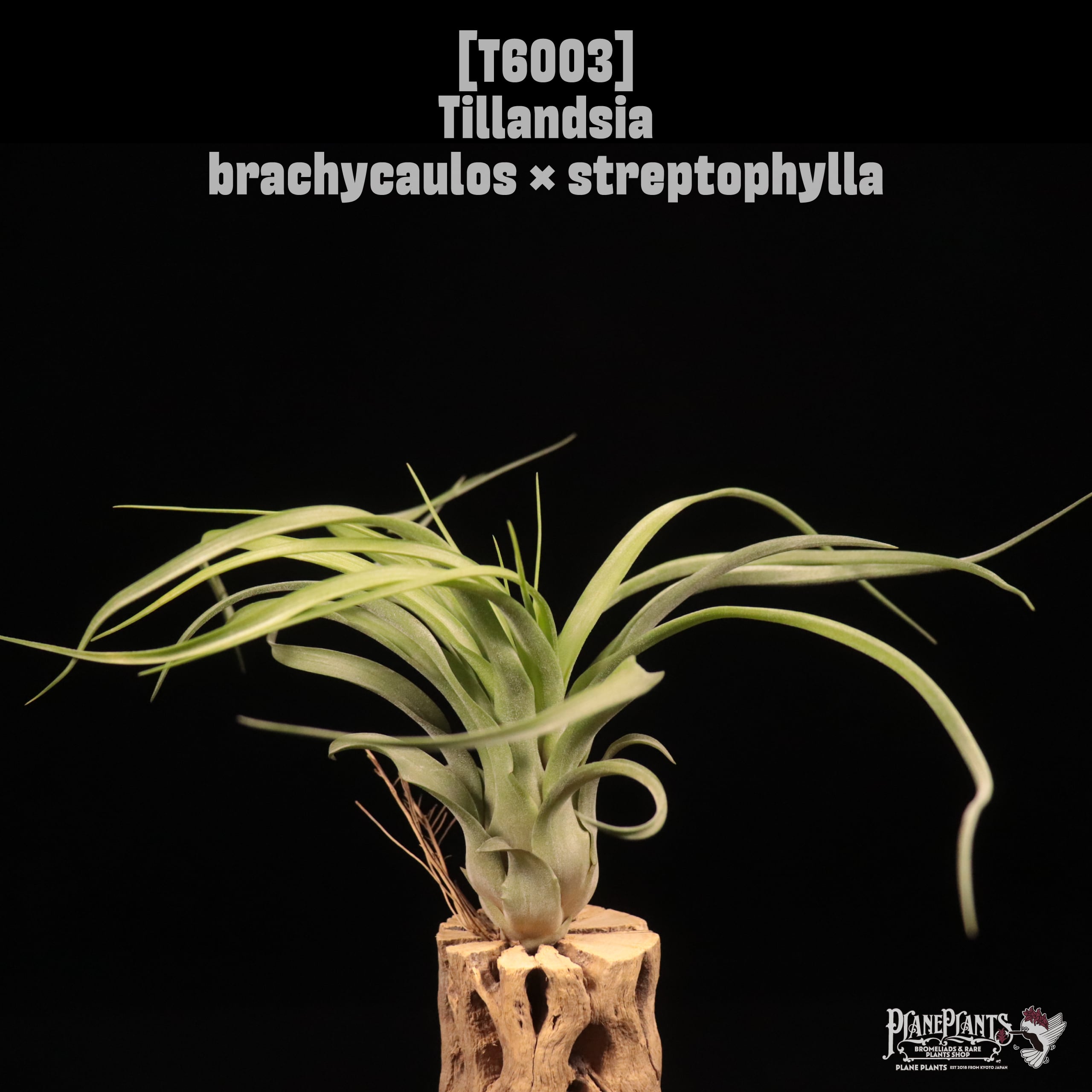 Tillandsia brachycaulos × streptophylla〔ティランジア〕T6003