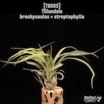 Tillandsia brachycaulos × streptophylla〔ティランジア〕T6003