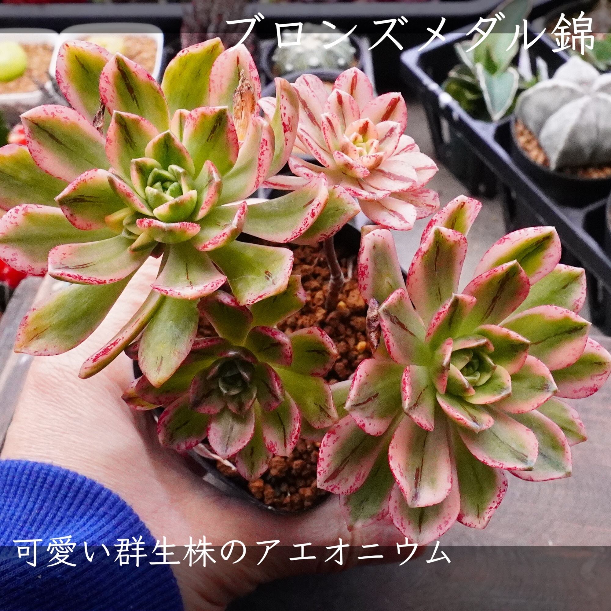 多肉植物 アエオニウム 孔雀白錦 美苗 #孔3 | Pay ID