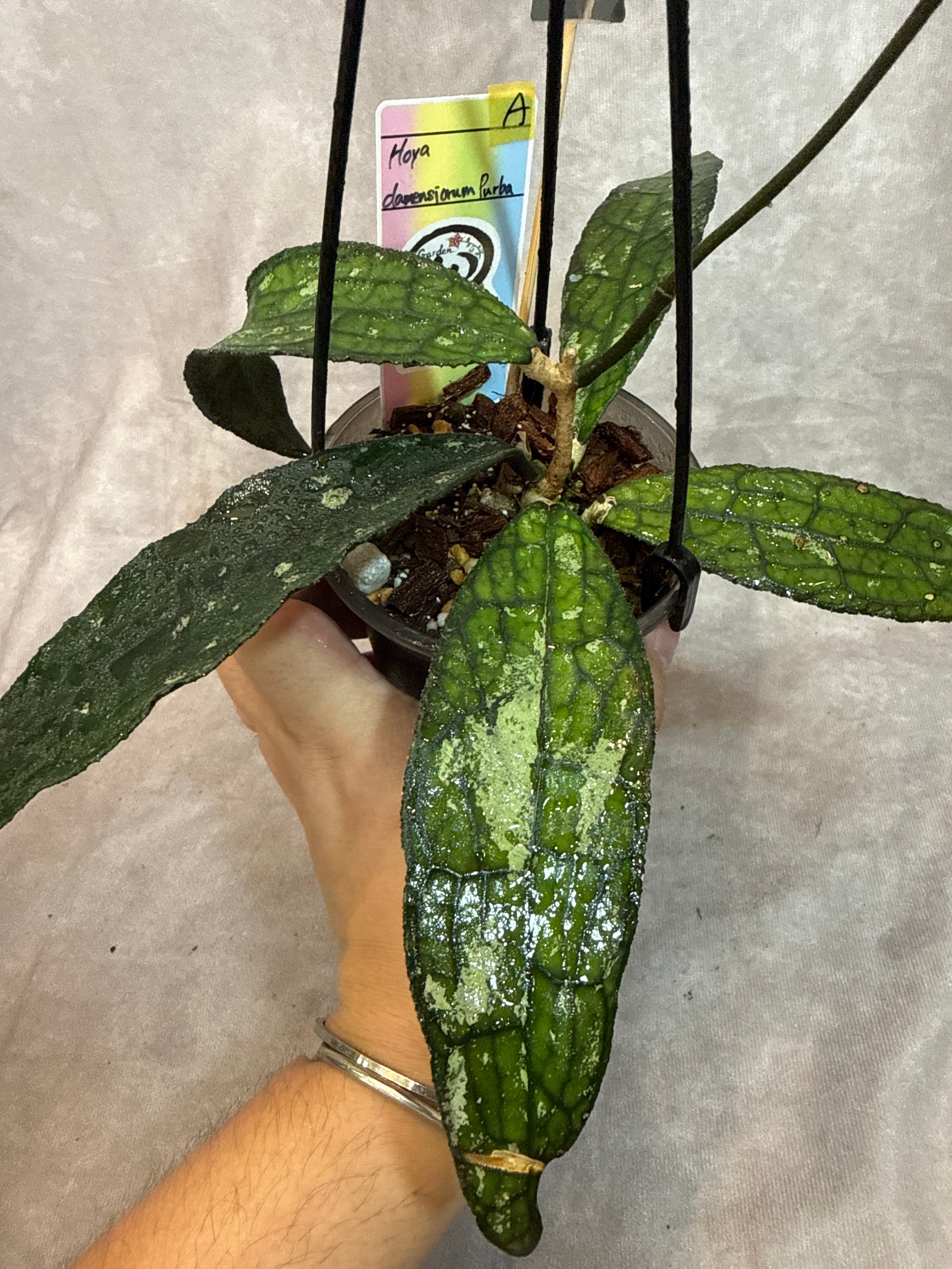 A. Hoya clemensiorum Purba / ホヤ クラメンシオラム プルバ | Garden