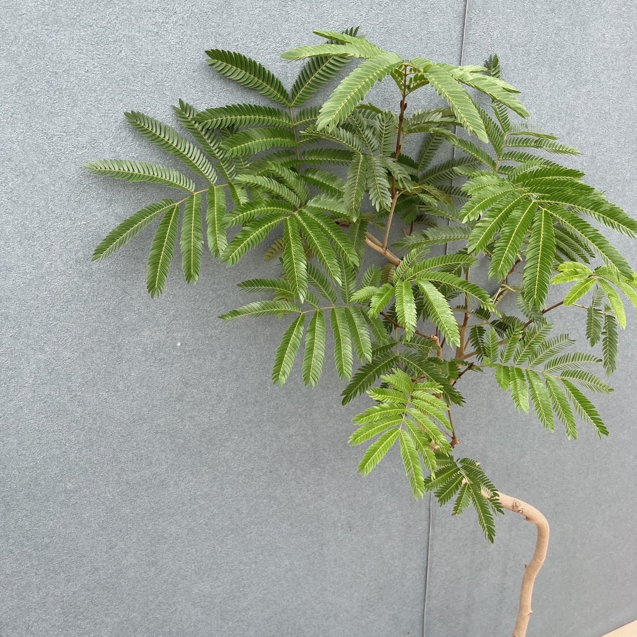 現品］15番 エバーフレッシュ 曲がり 7号 観葉植物 室内 大型 人気