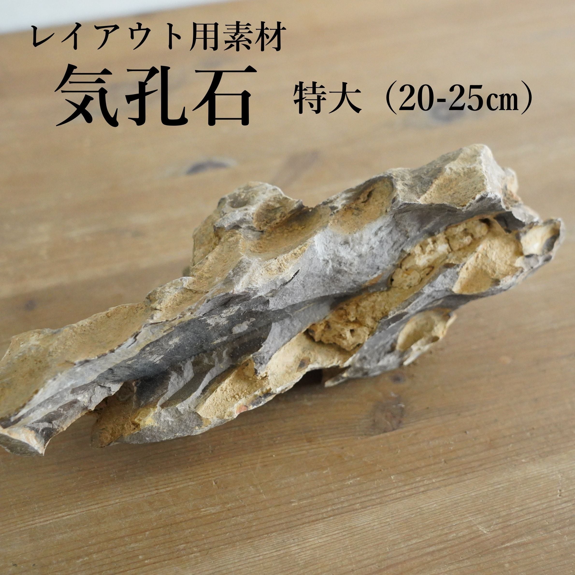 気孔石 特大（20-25㎝）【レイアウト用・着生用】 | 苔テラリウム専門