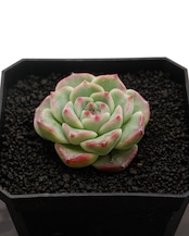 カット苗 ホワイトラック Echeveria 'White Luck'