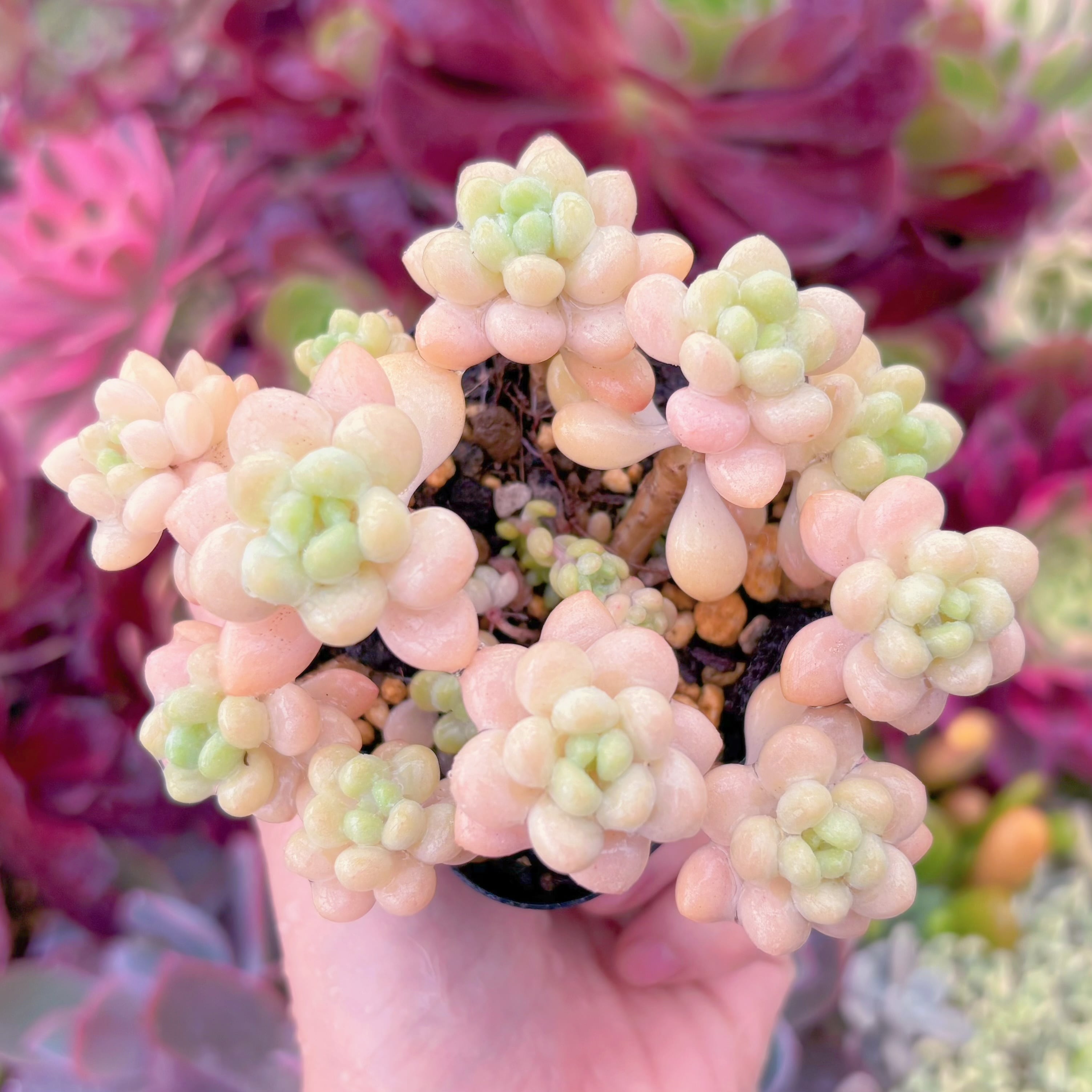 現品　ストロベリーミルク#861　るる農園